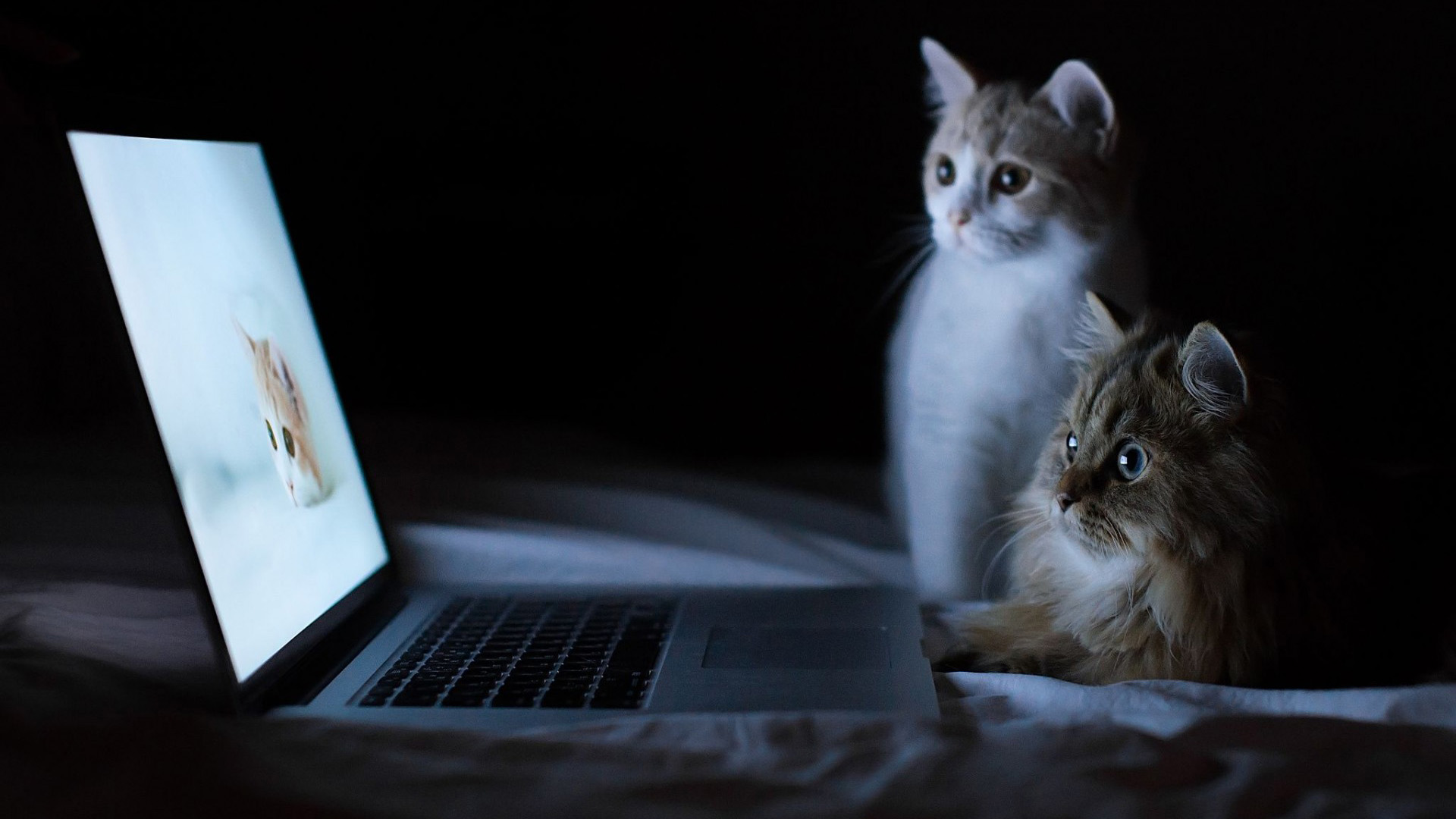 惊呆的小猫看电脑好神奇桌面壁纸