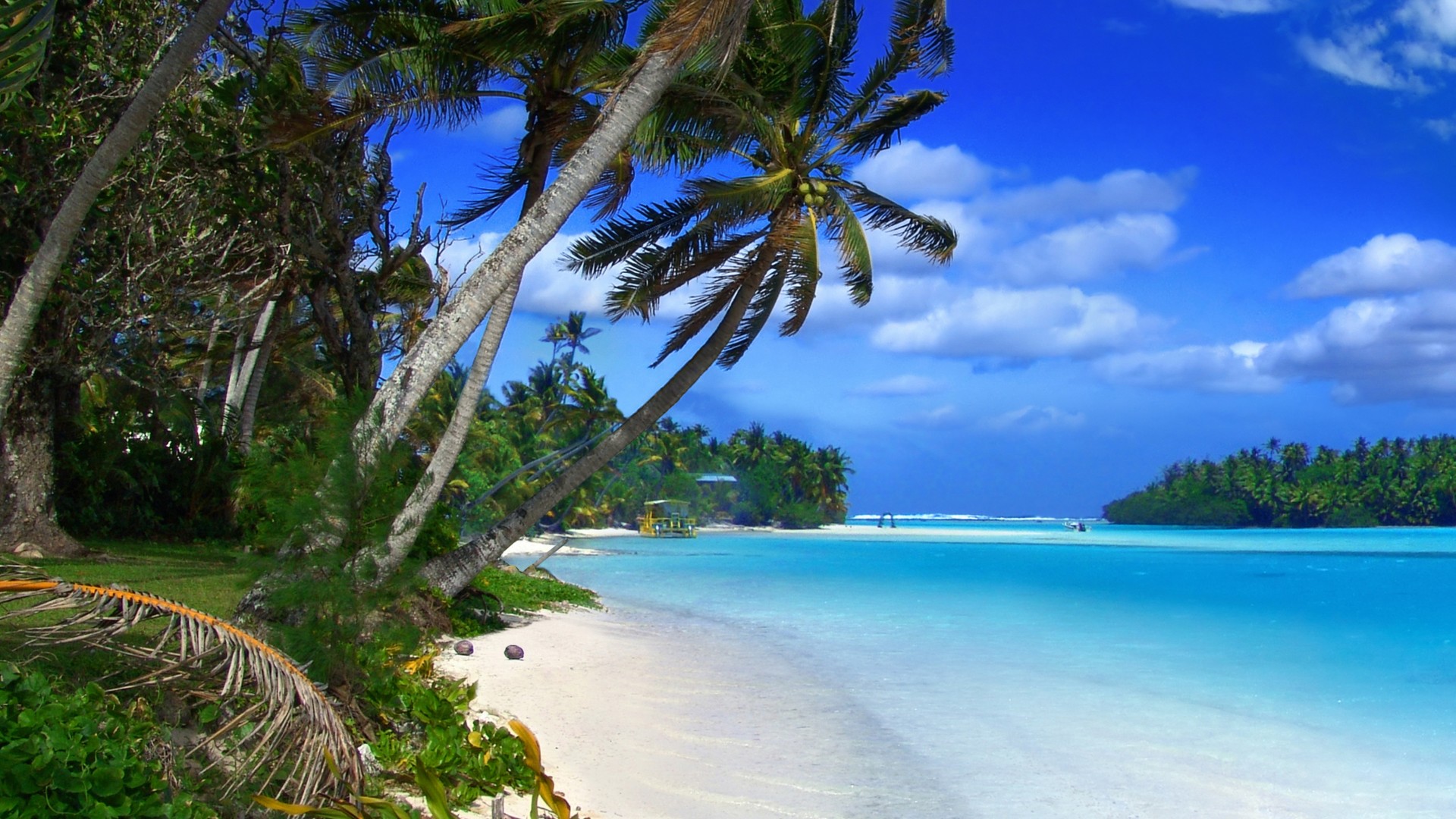 夏日海滩天堂，热带棕榈与自然海景，绝美壁纸免费下载