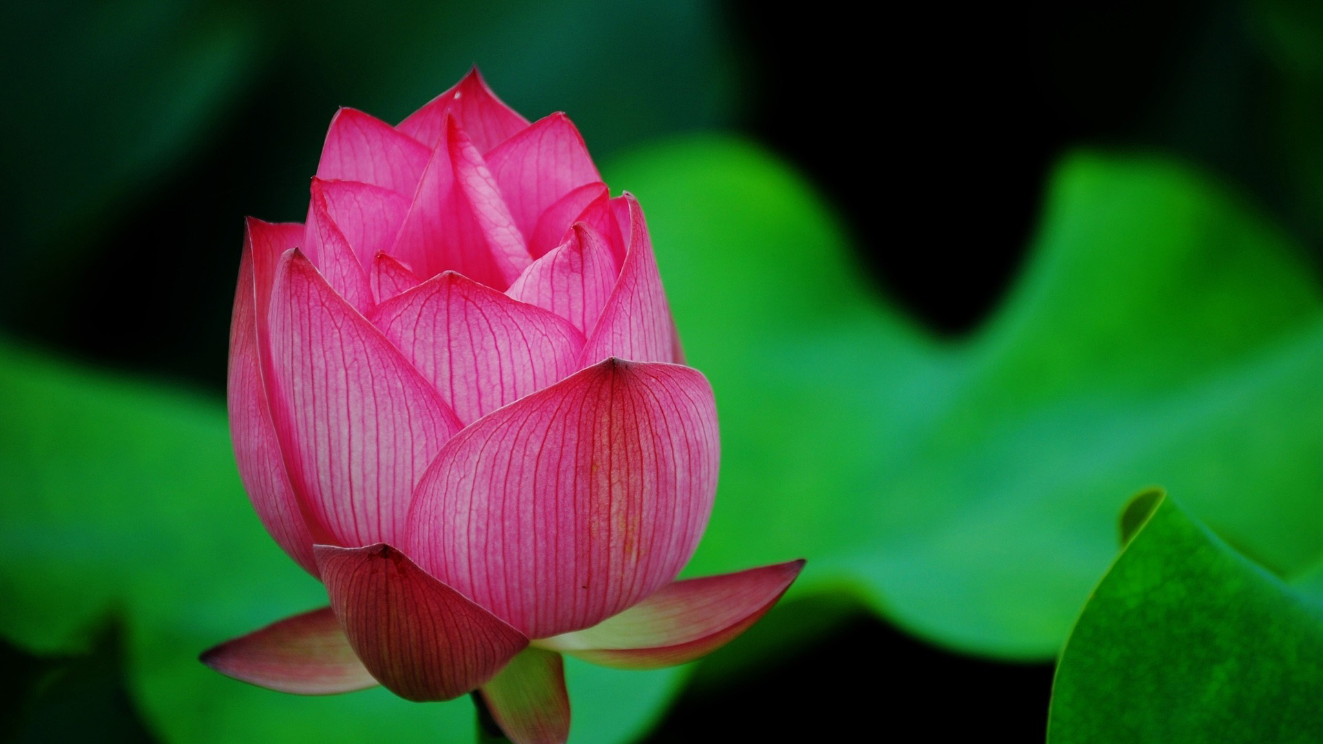 绿色莲花花蕾壁纸，免费高清花卉桌面背景下载