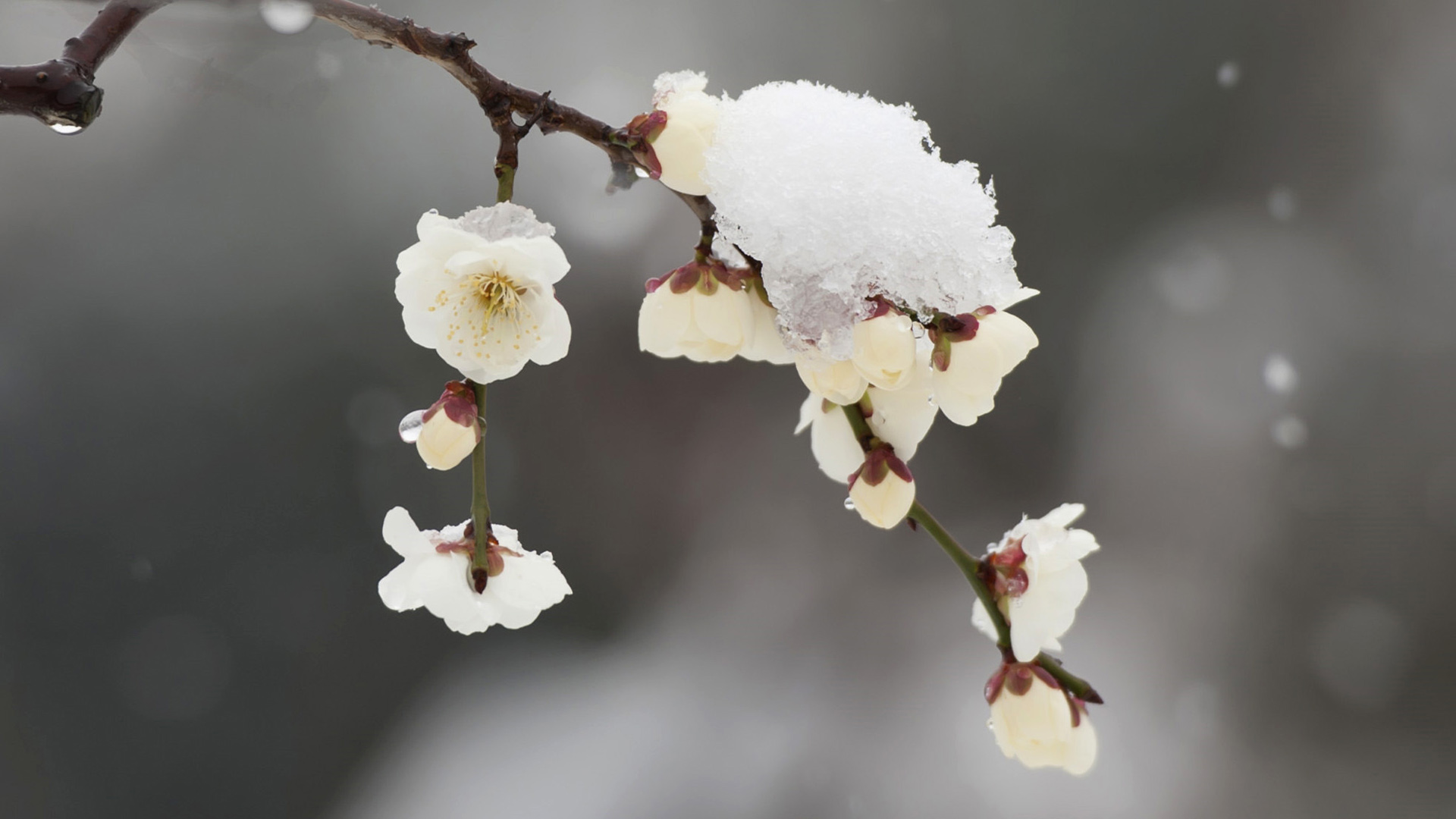 冬日雪景梅花绽放，精选高清桌面壁纸免费下载