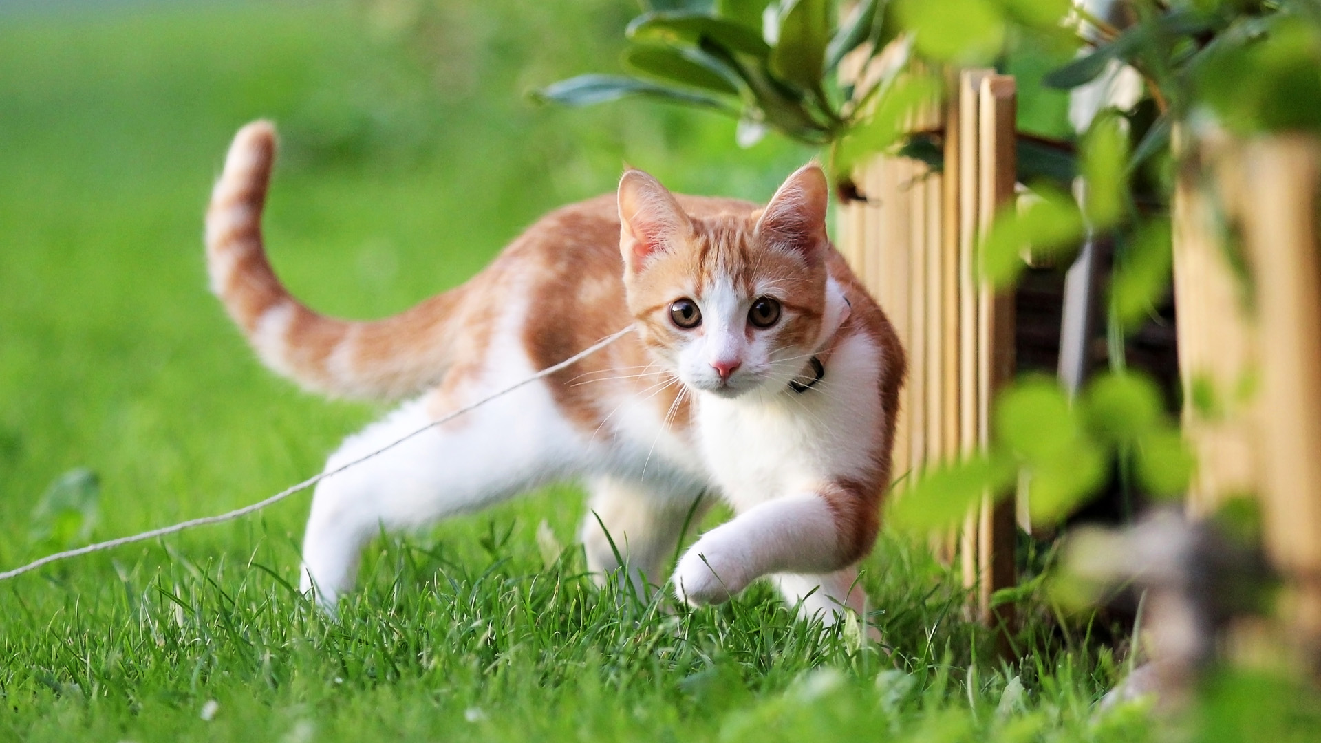 夏日绿草地上的可爱小黄猫，免费高清电脑壁纸下载