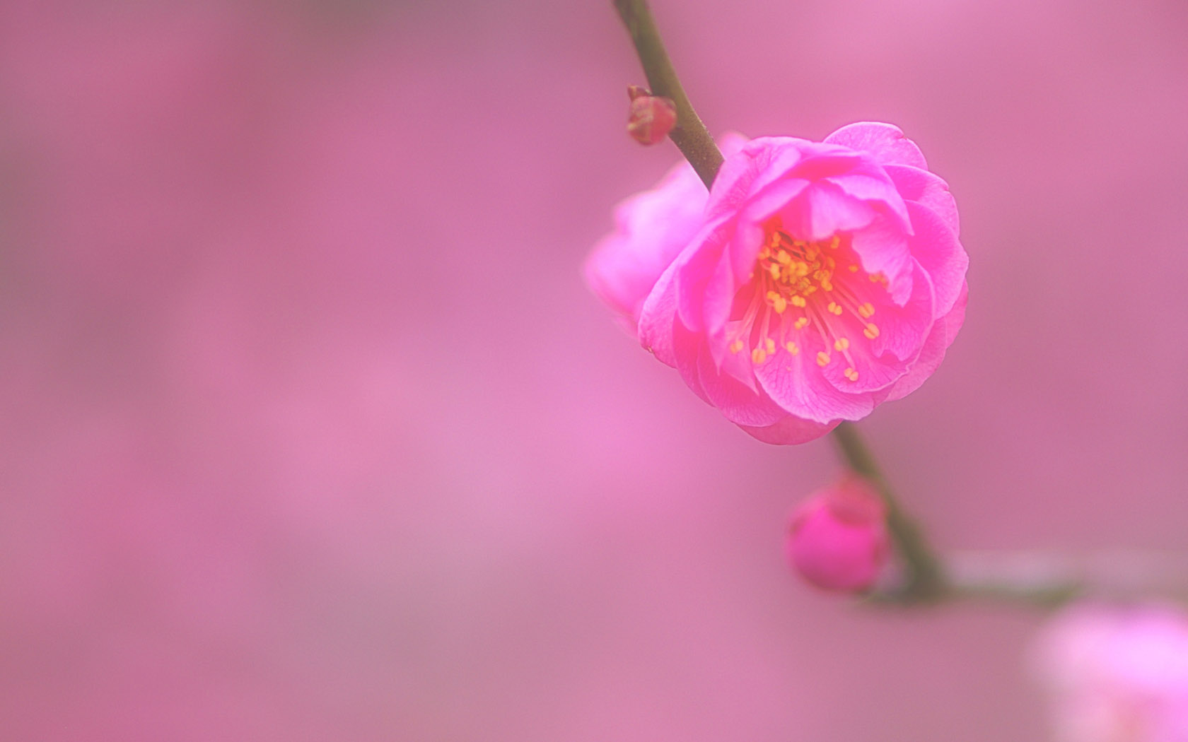 粉红色桃花桌面壁纸，精选花卉图案，免费电脑壁纸下载
