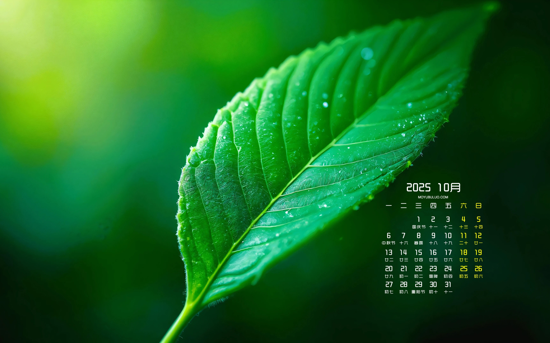 绿叶2025年10月精美日历桌面壁纸，免费电脑壁纸下载