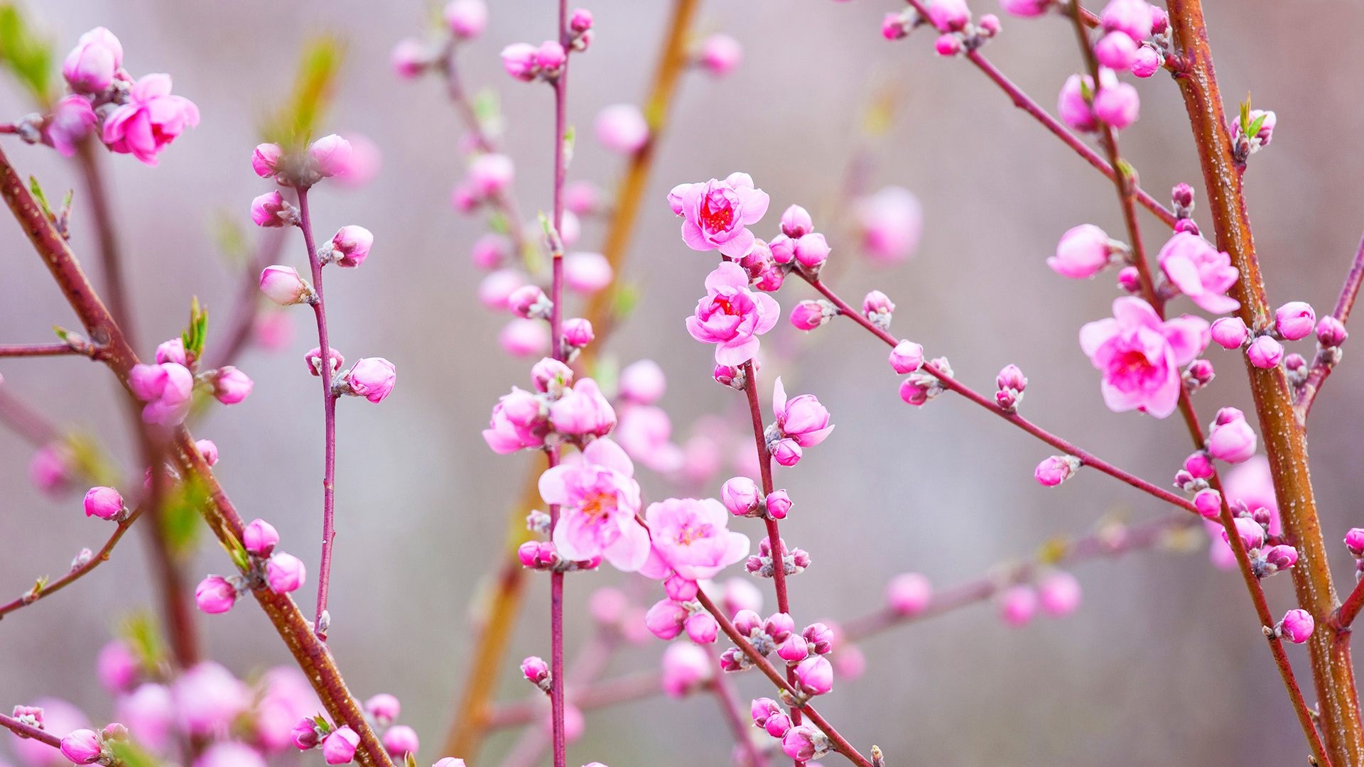 春日桃花盛景，绝美花卉壁纸免费下载，装点你的电脑桌面