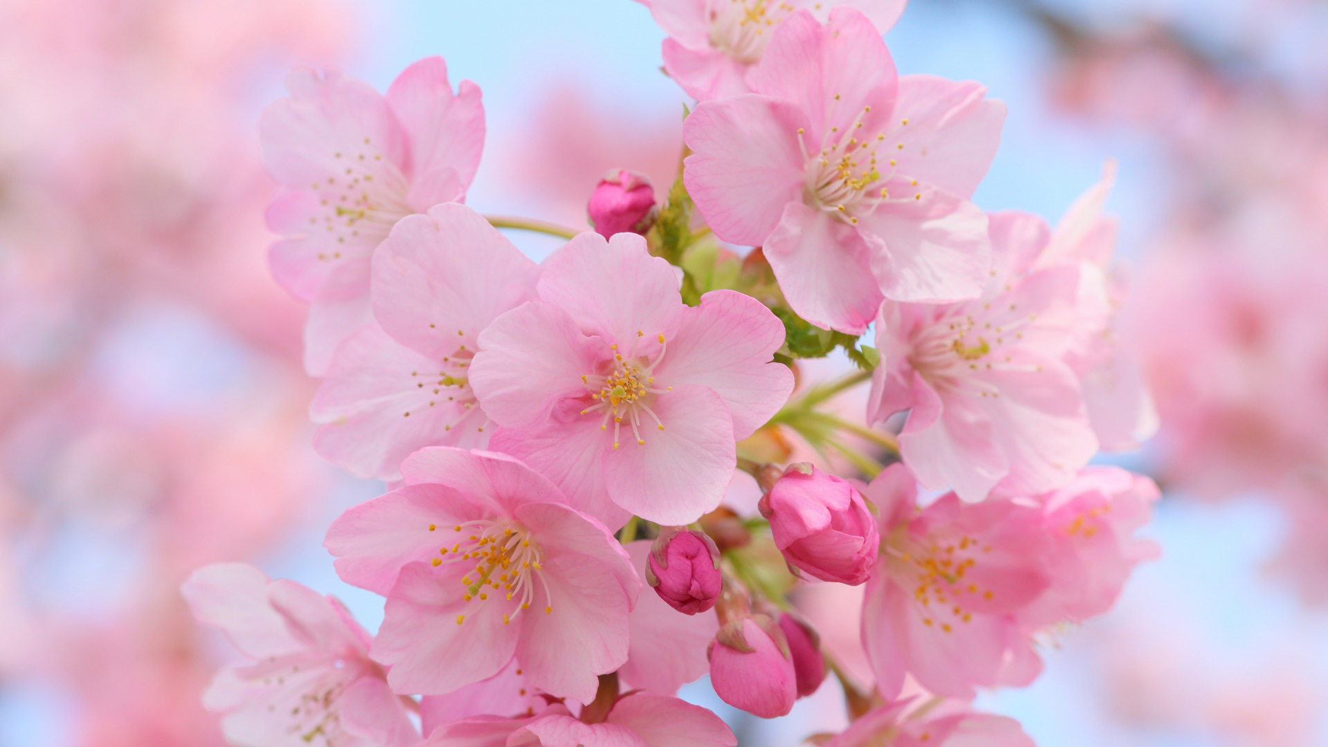 高清樱花桌面壁纸，免费花卉特写照片电脑壁纸下载