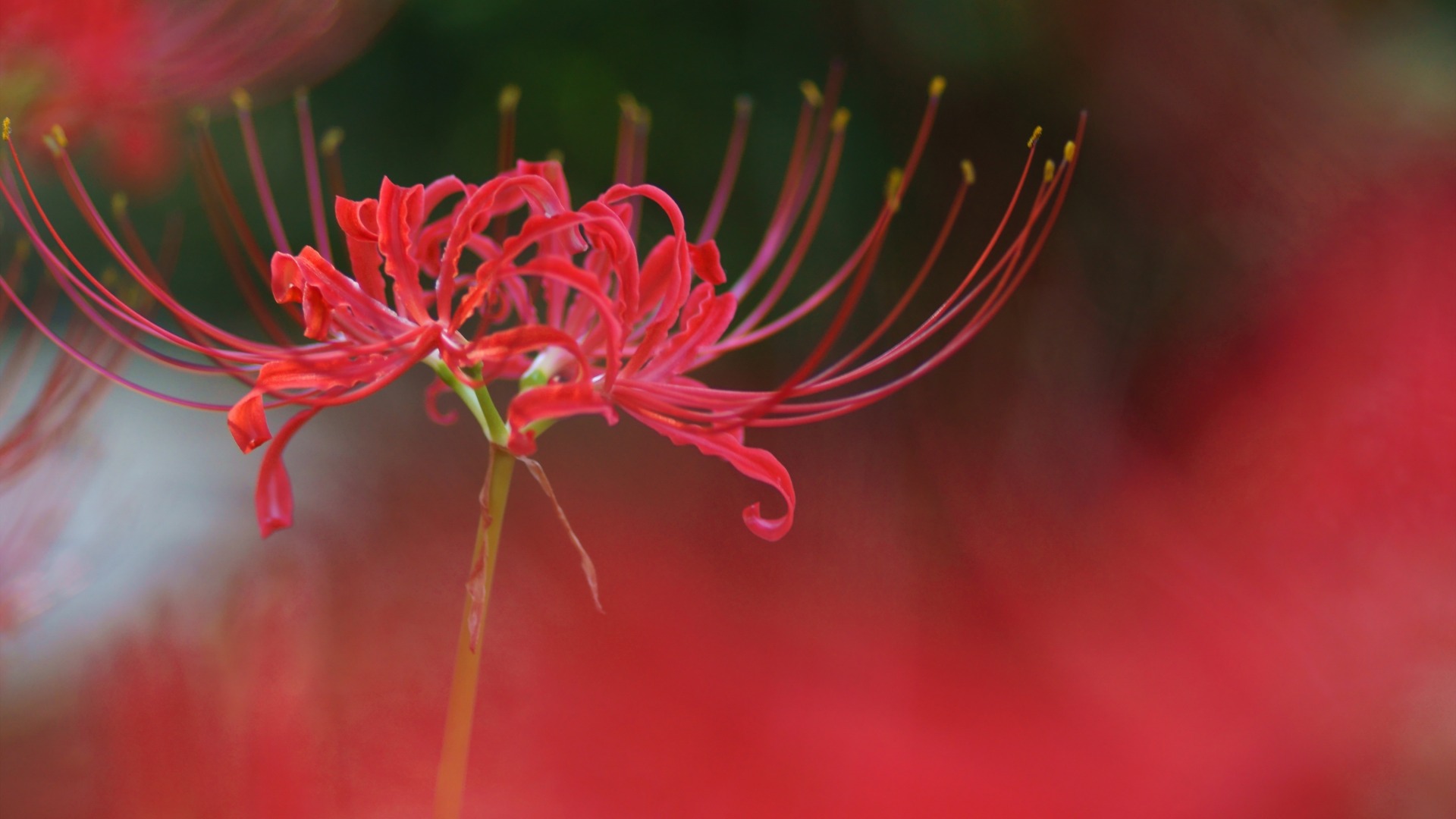 石蒜花彼岸花桌面壁纸