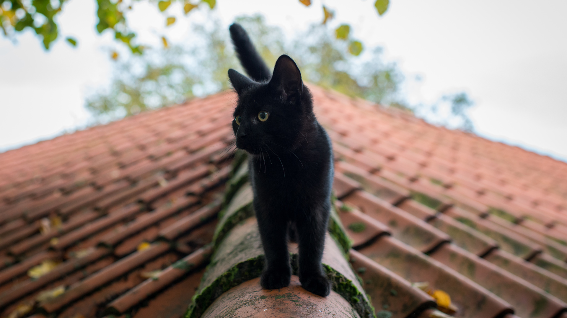 屋顶小黑猫，免费动物桌面壁纸，一键下载美化电脑桌面！
