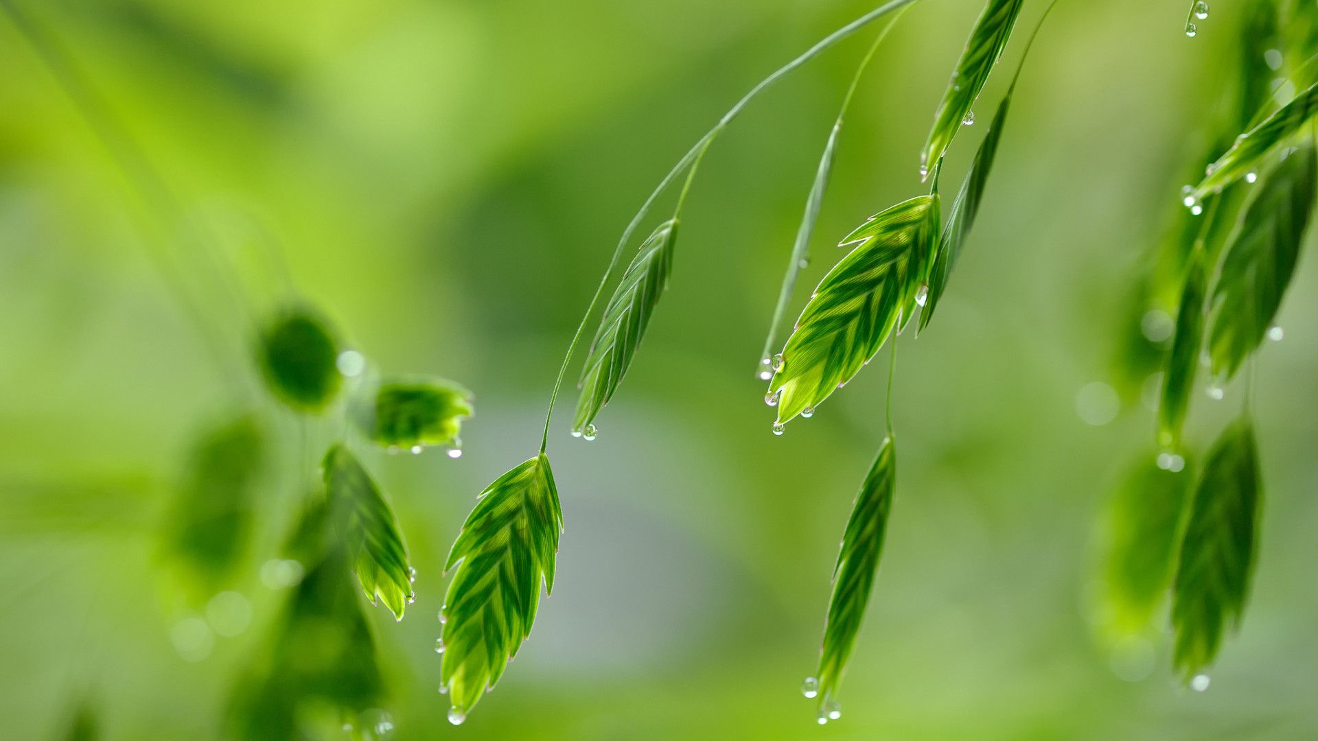 高清绿色植物露珠水滴护眼壁纸，免费下载电脑风景美图