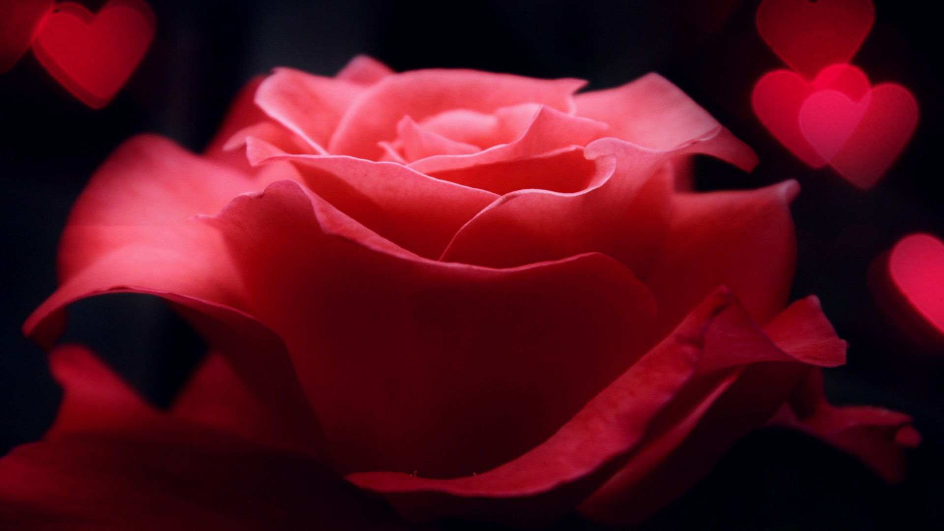 粉红色玫瑰花心桌面壁纸，免费花卉电脑壁纸下载