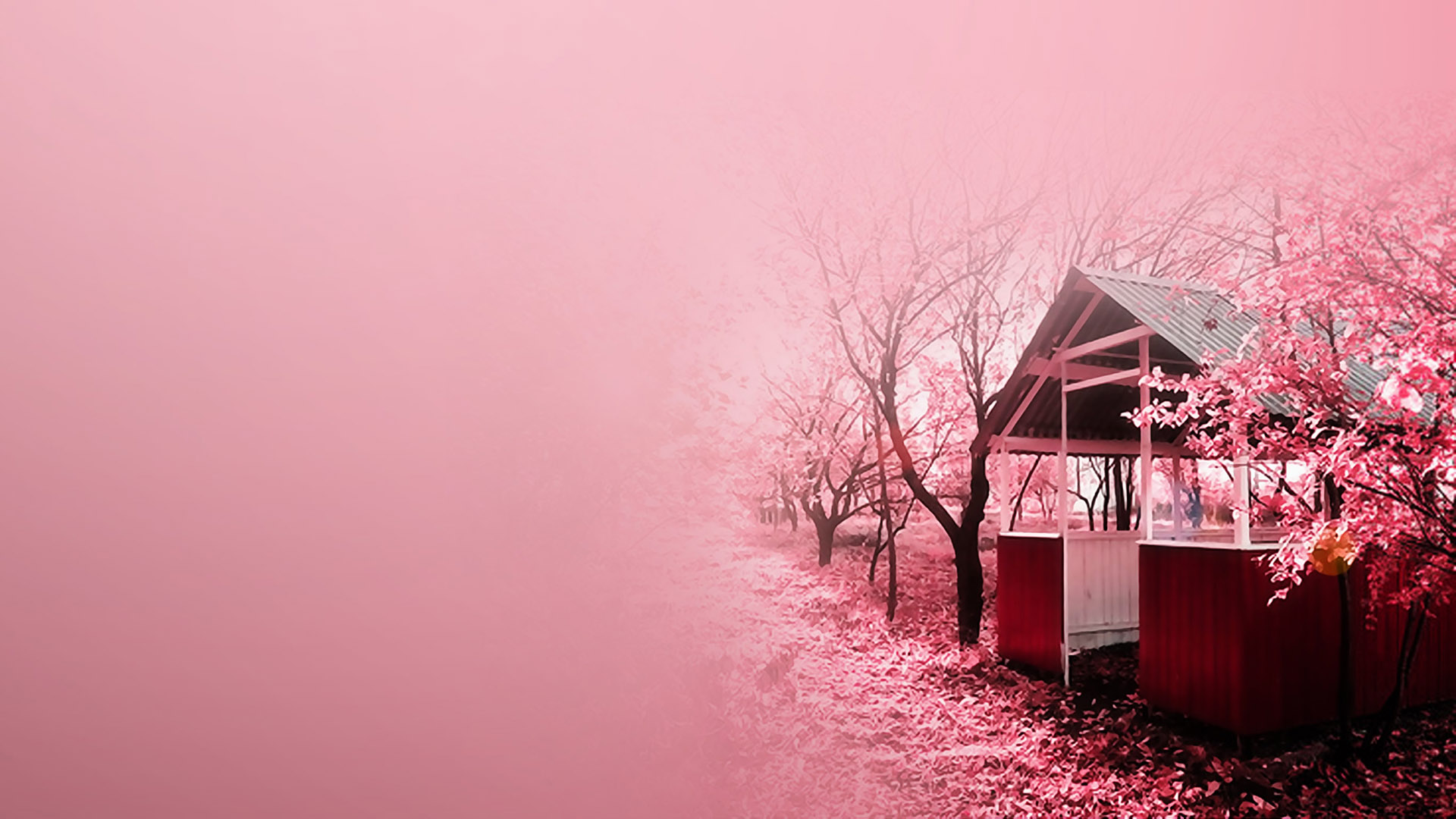 樱花盛景，绝美桌面壁纸，花卉高清大图免费下载