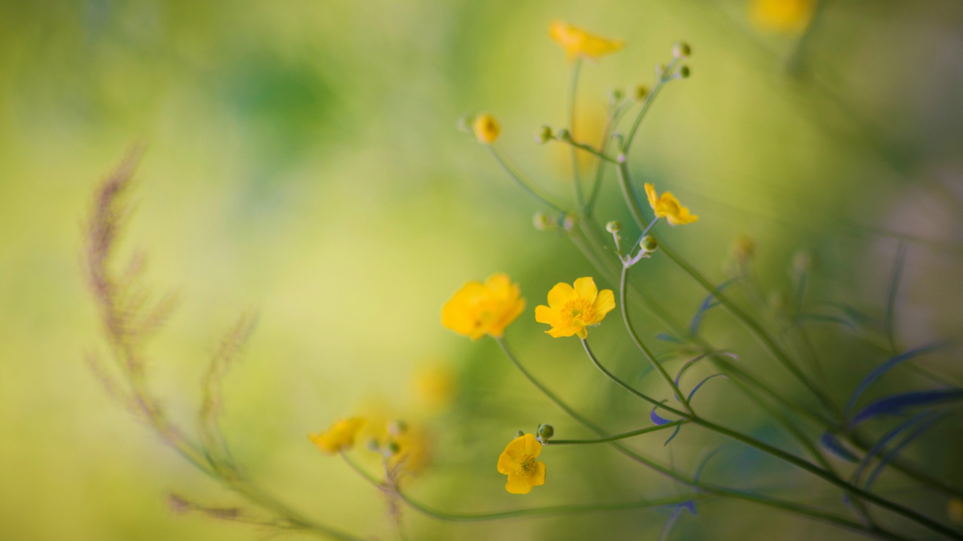 毛茛花壁纸