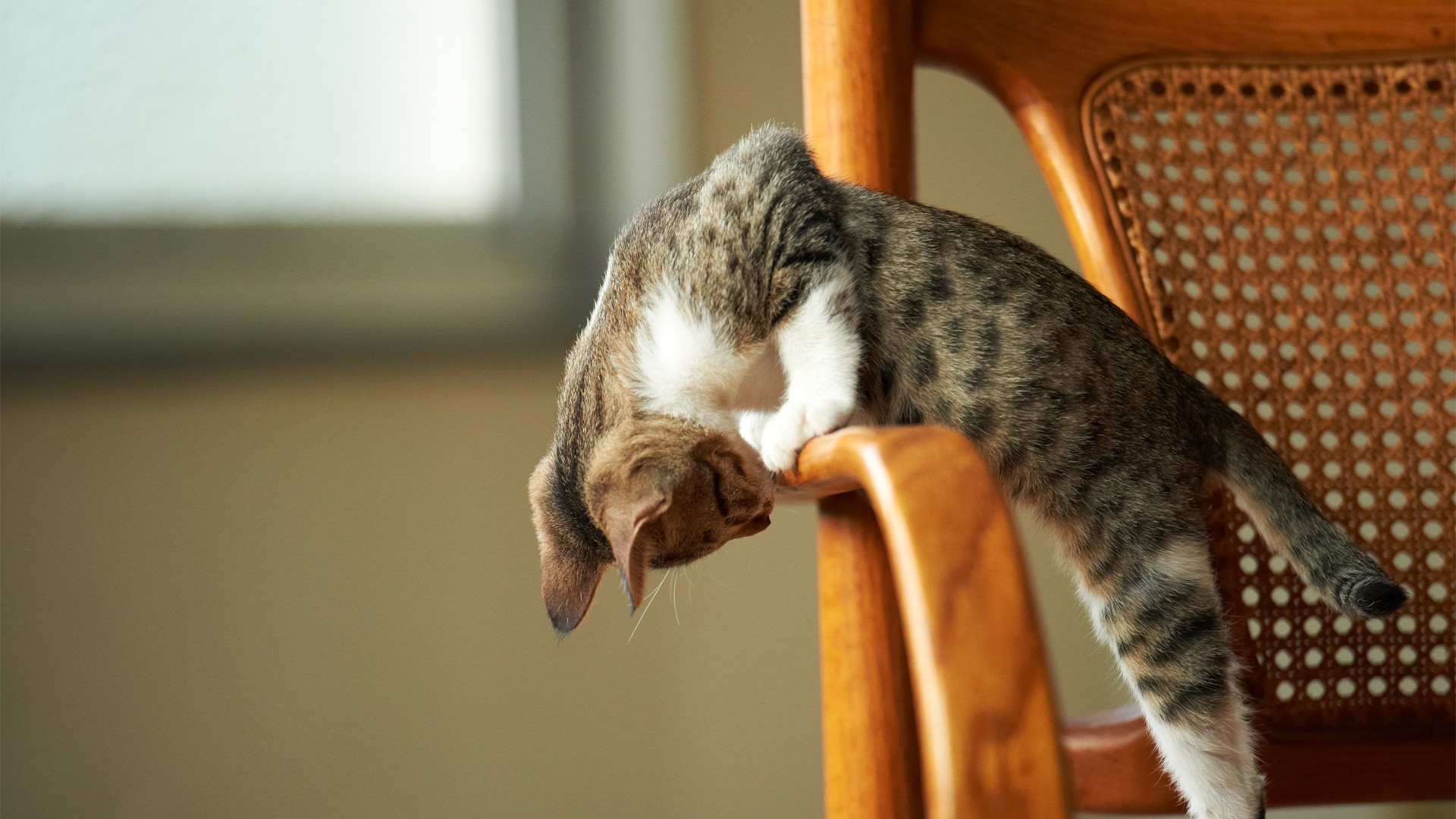 免费下载动物壁纸，猫与椅子共融，看东西的趣味瞬间！