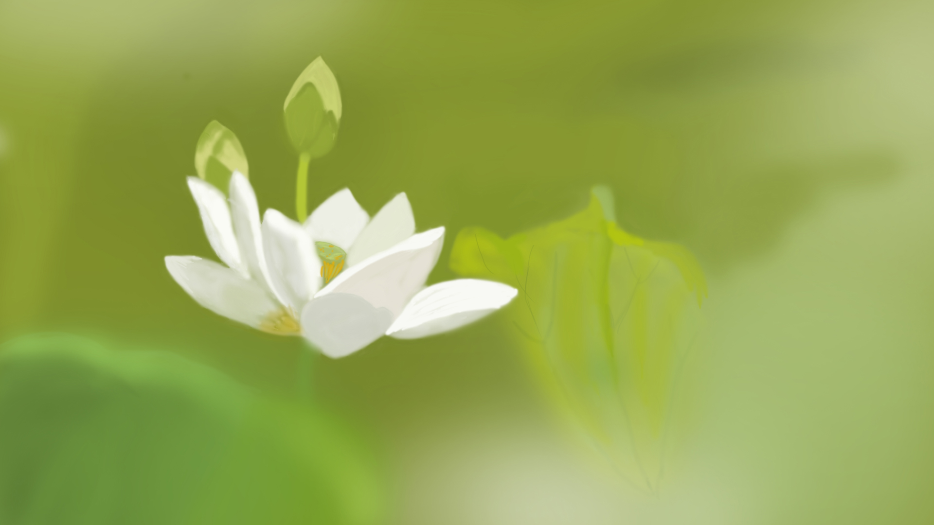 小清新白色荷花护眼壁纸，花卉主题电脑壁纸免费下载