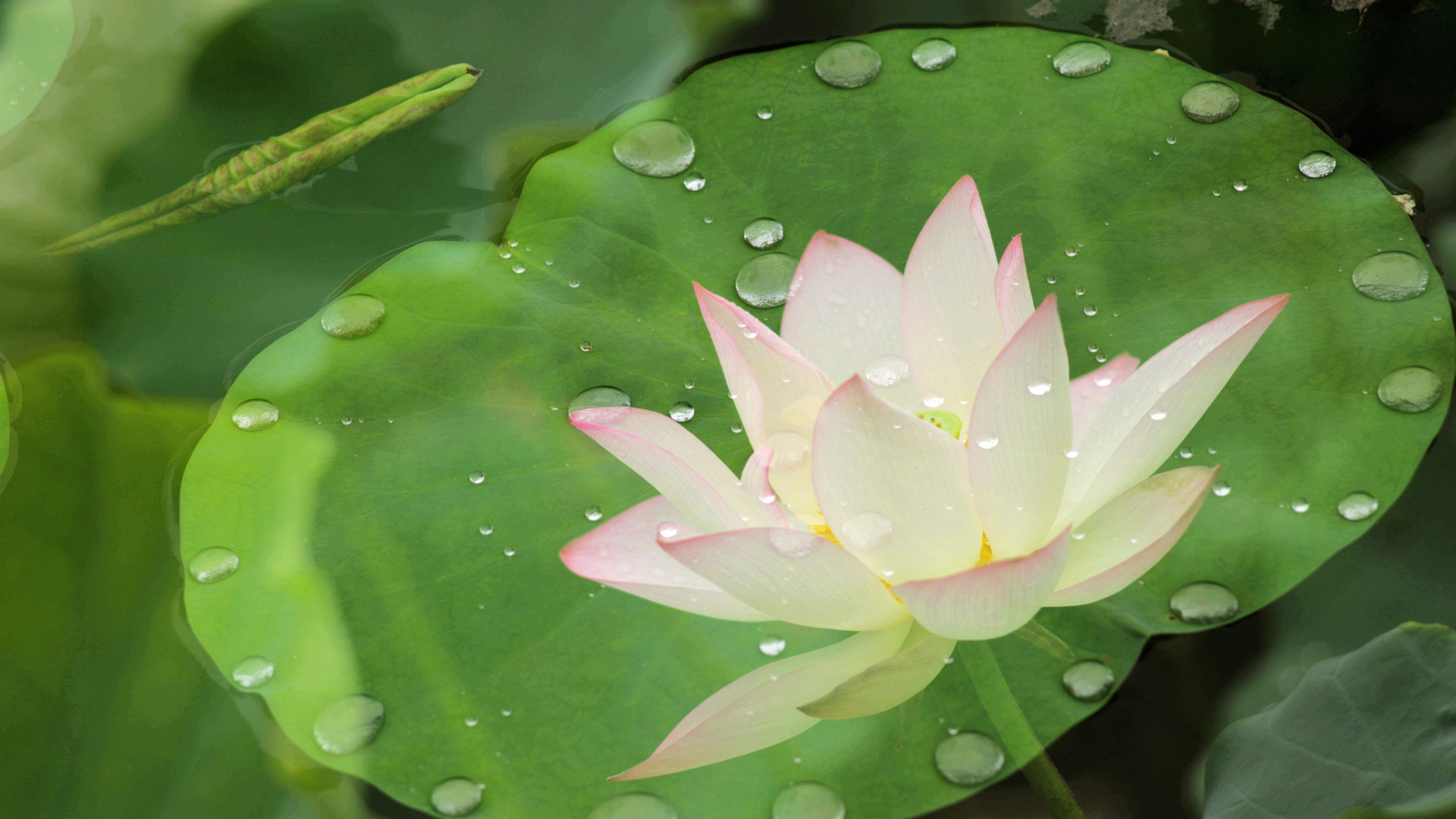 雨后清荷花卉壁纸，免费电脑桌面背景下载