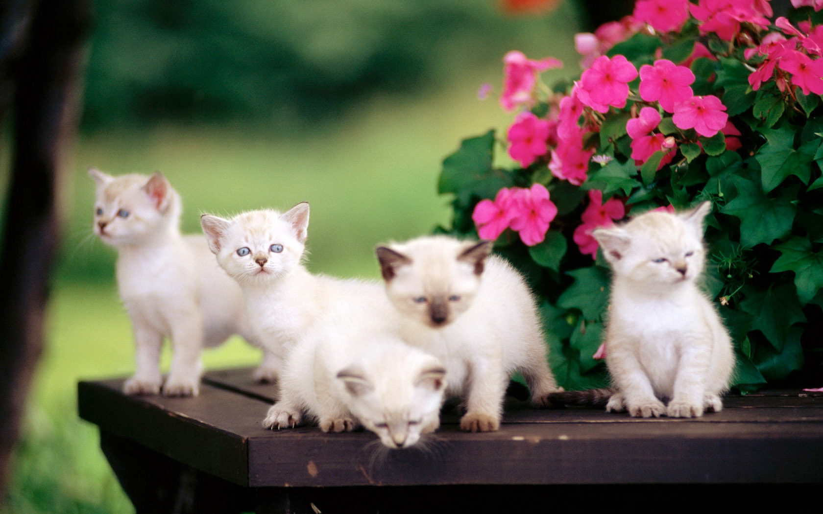 5只萌猫桌面背景，免费动物电脑壁纸精选下载