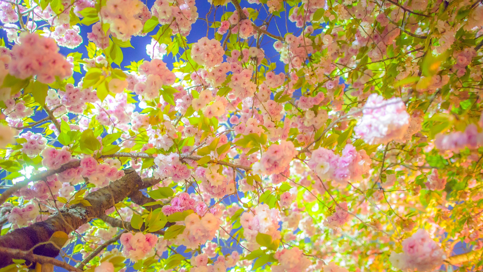 天空,树,园林,花卉,粉色花朵,春天桌面壁纸