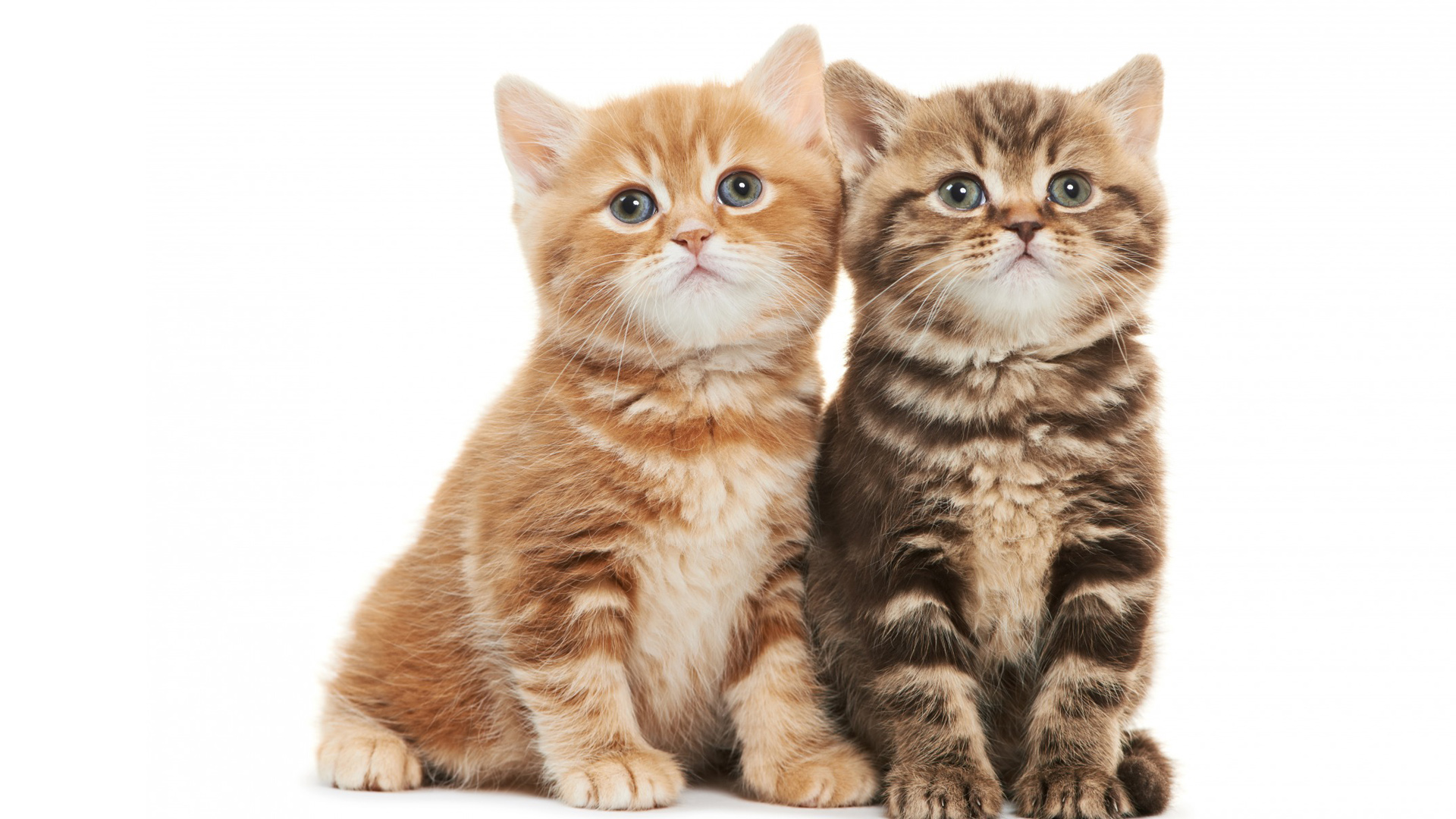 两只萌猫坐姿凝望，可爱动物壁纸免费下载，电脑桌面美化必备！