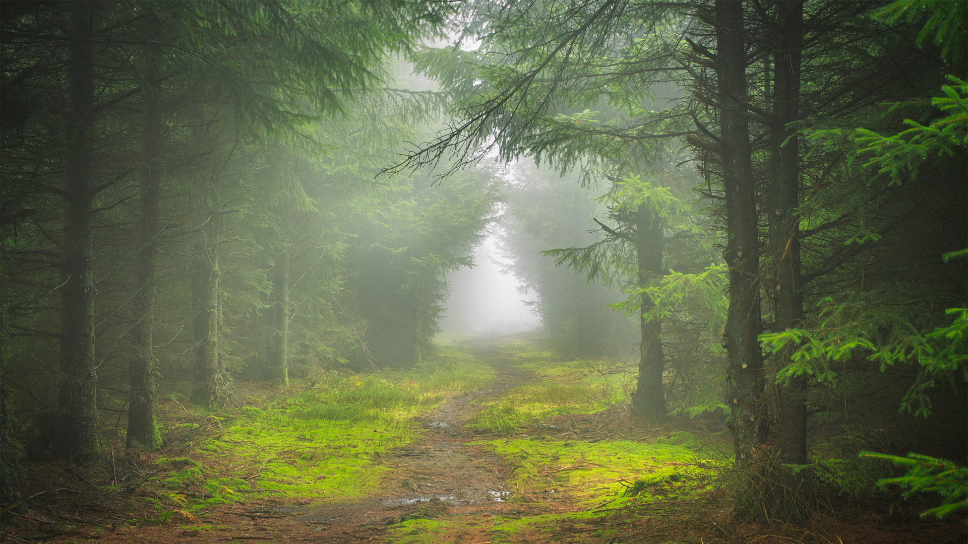针叶树草地苔藓小径自然风景高清免费电脑壁纸下载