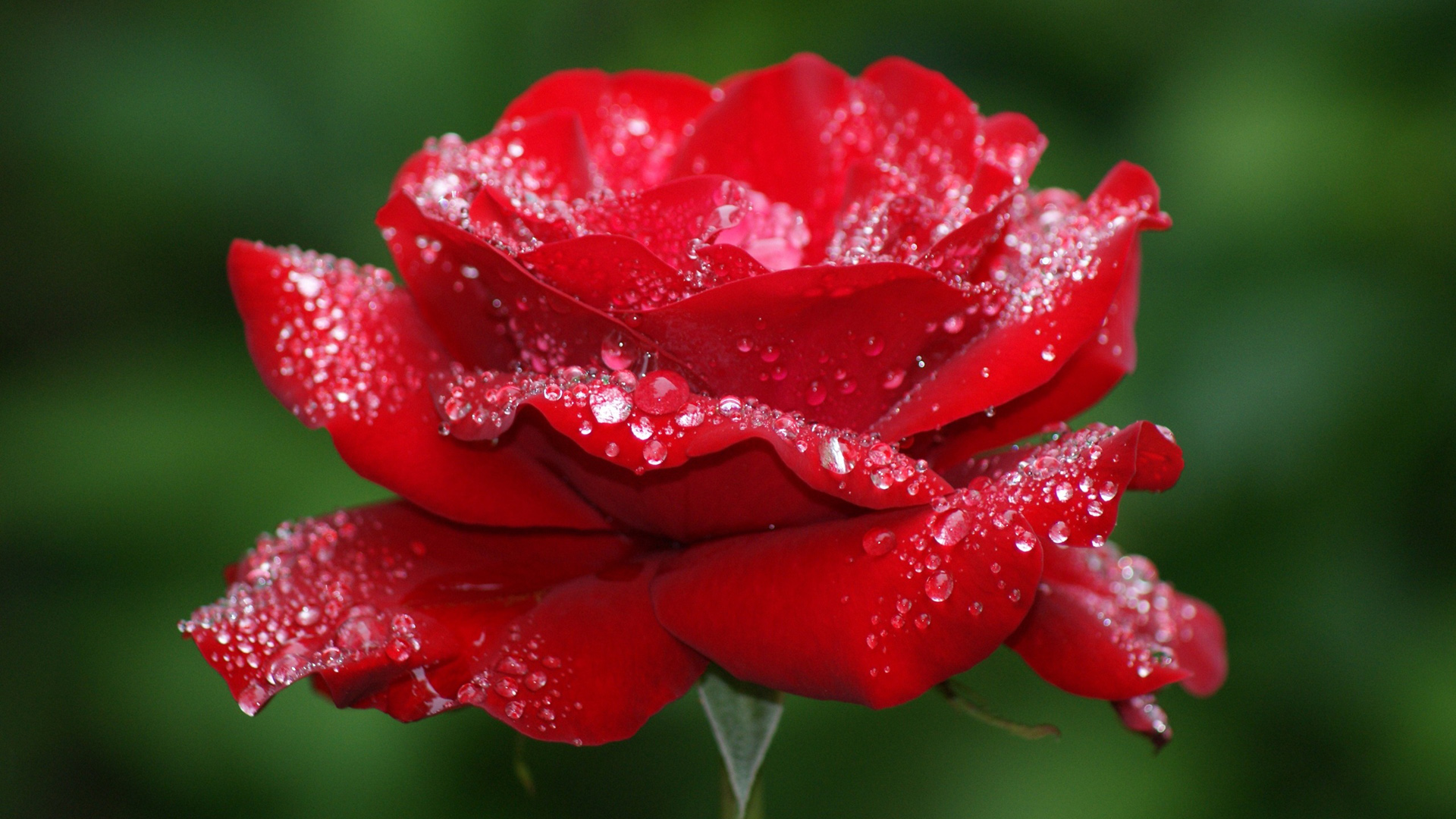 红玫瑰花露水高清壁纸