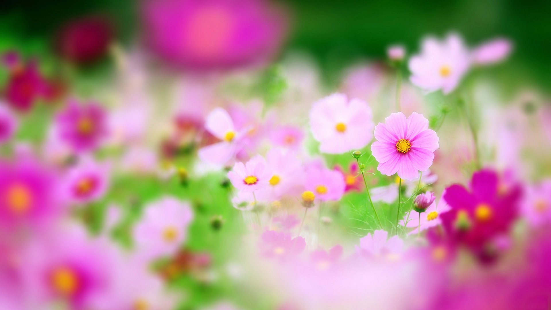 粉色波斯菊桌面壁纸，免费花卉电脑壁纸下载