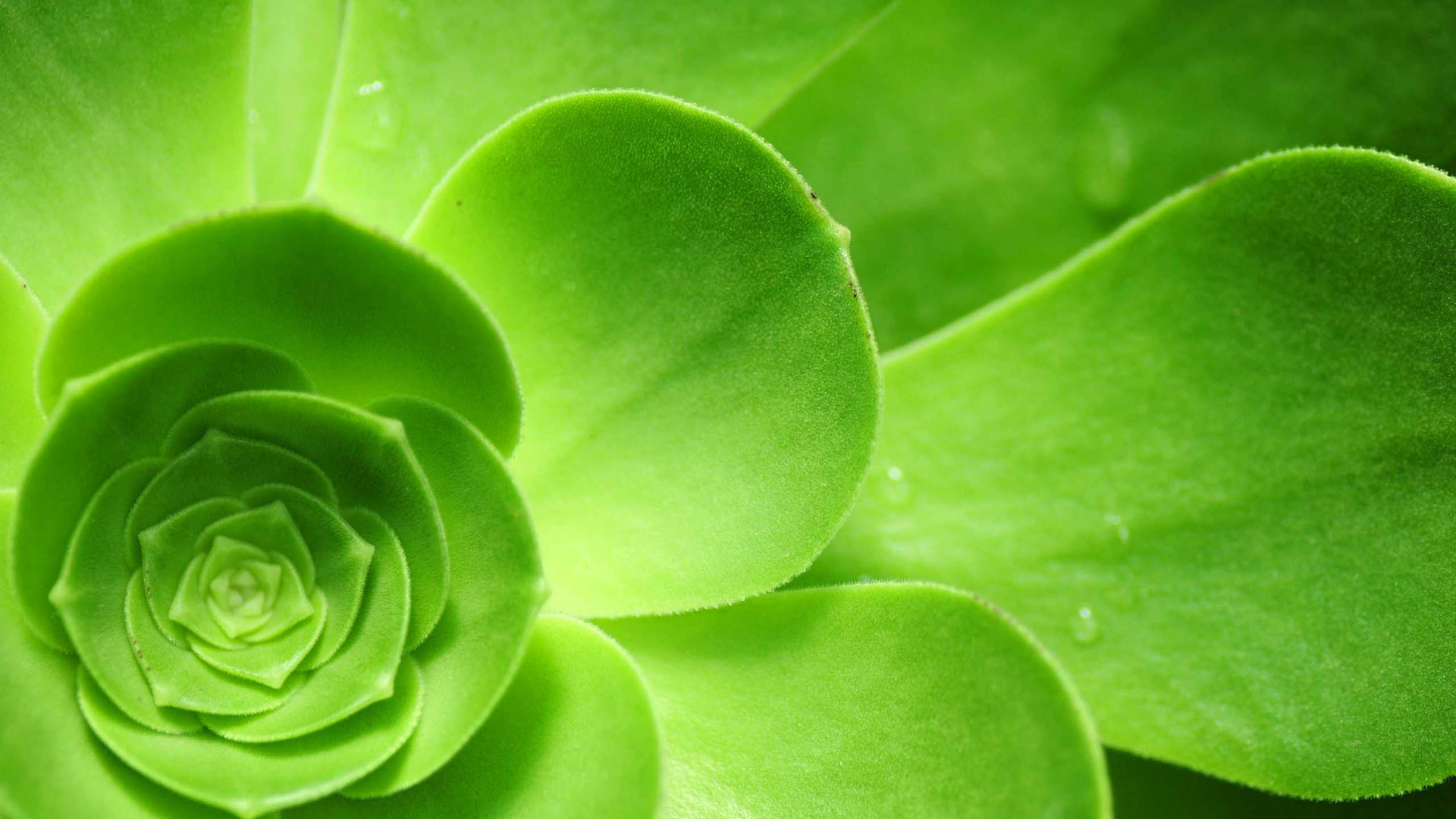 护眼绿色植物2k桌面壁纸