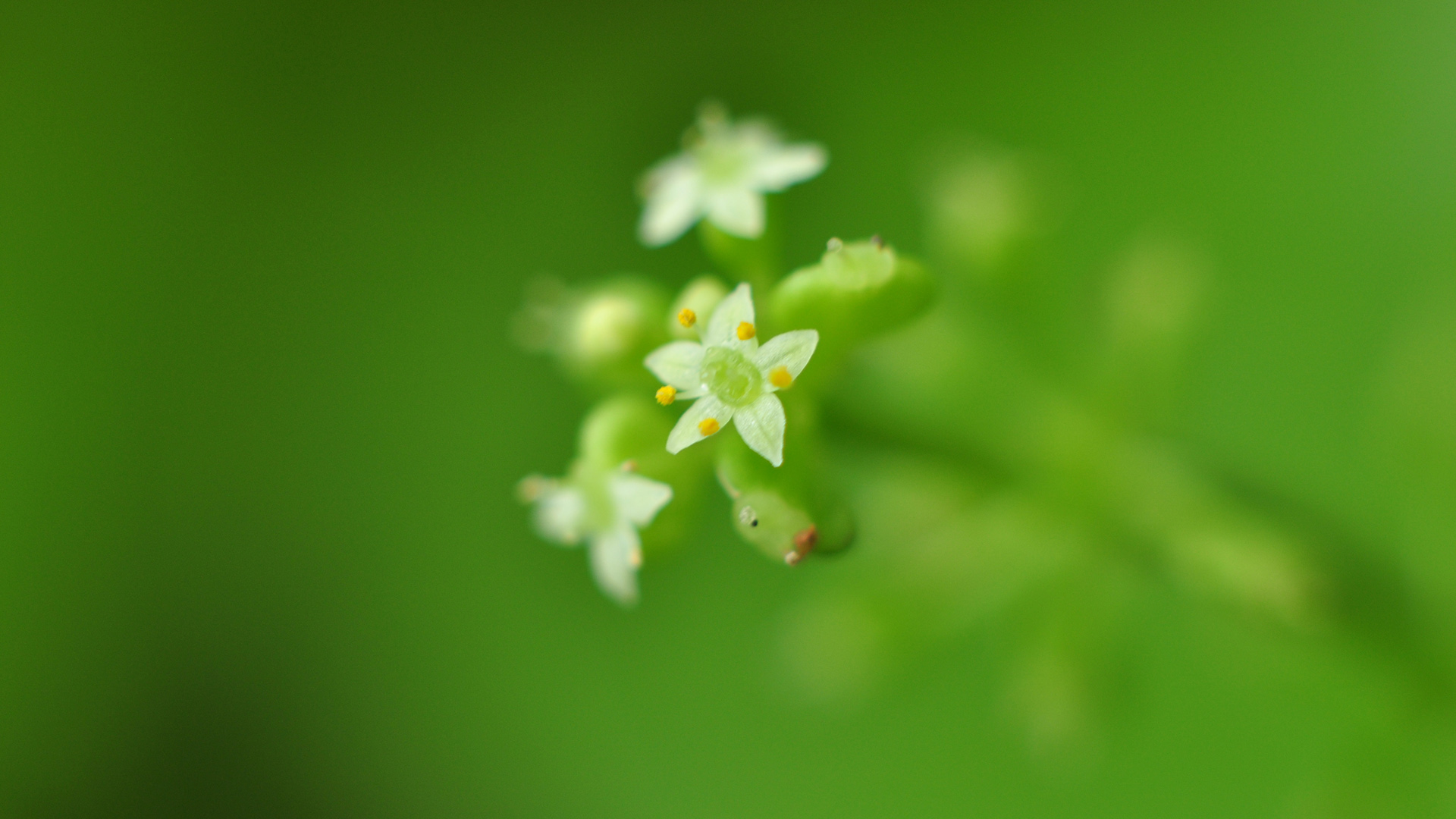 绿色护眼背景，精美小花桌面壁纸，花卉主题免费电脑壁纸下载