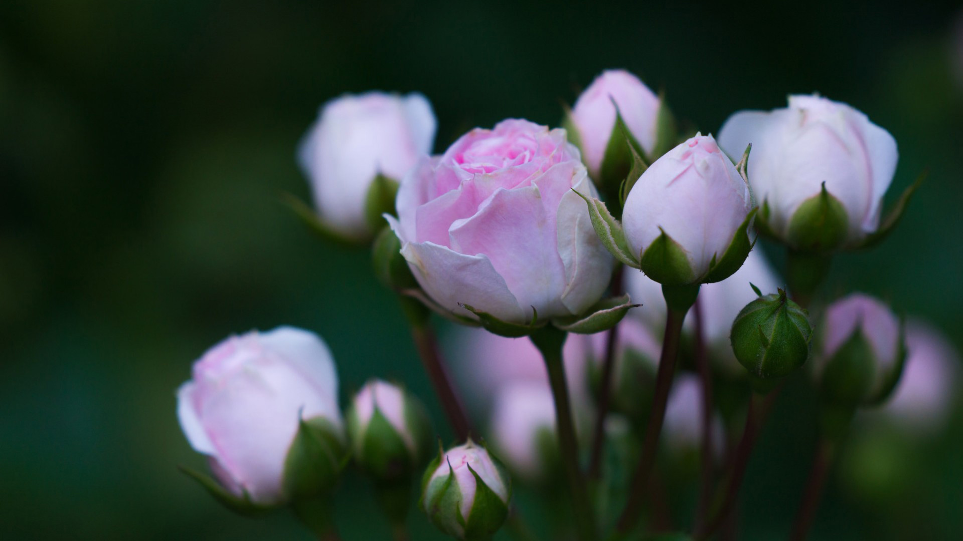 玫瑰,粉红色,花蕾,花瓣图片,绿色背景,玫瑰桌面壁纸