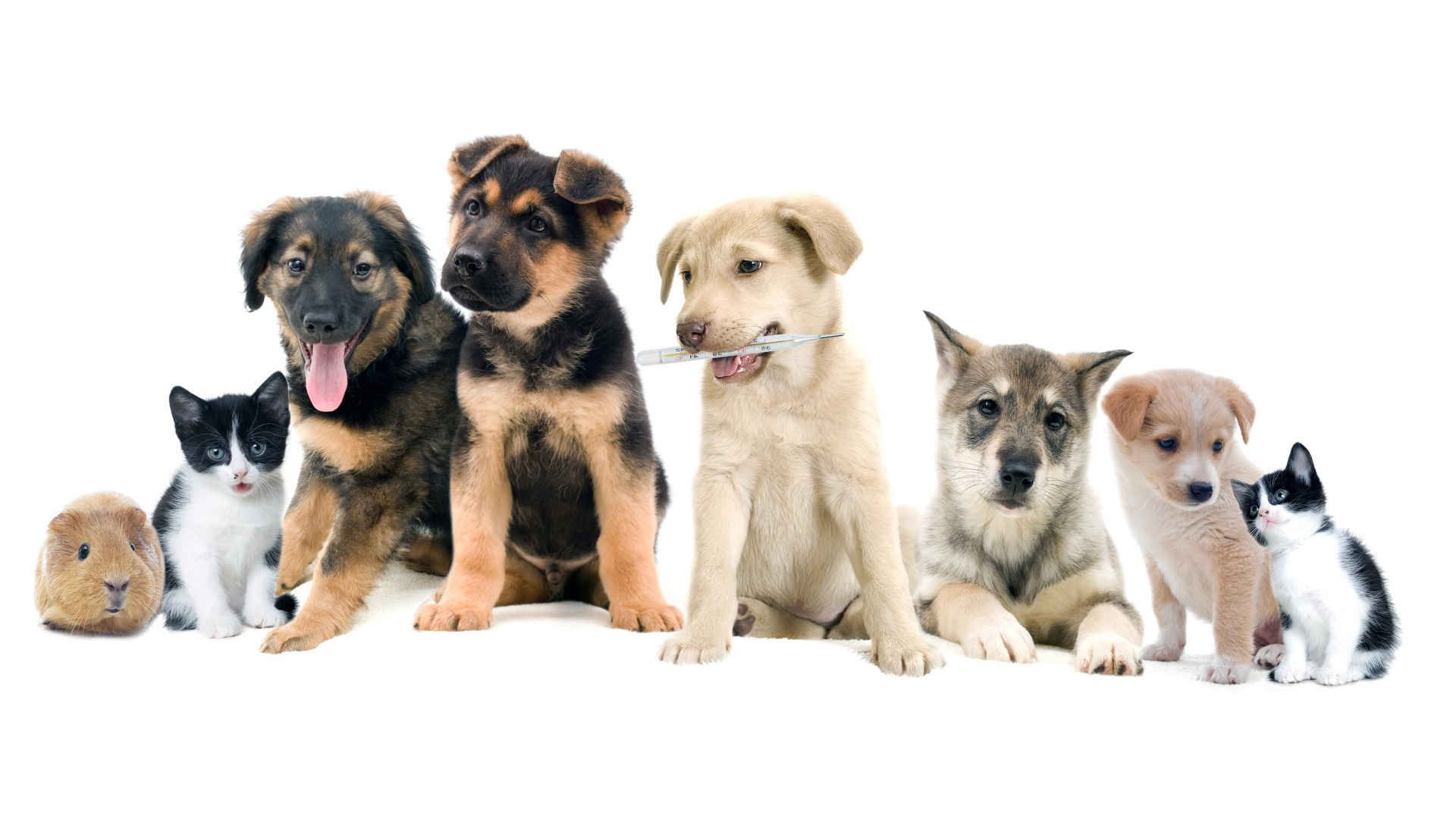 狗,豚鼠,猫,小猎犬,可爱动物大全桌面壁纸