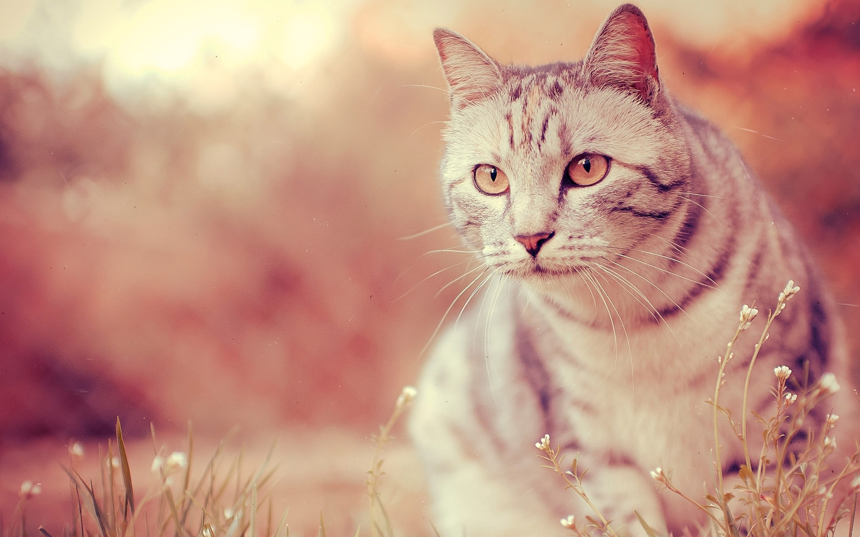 漂亮猫咪高清桌面壁纸，动物主题免费下载