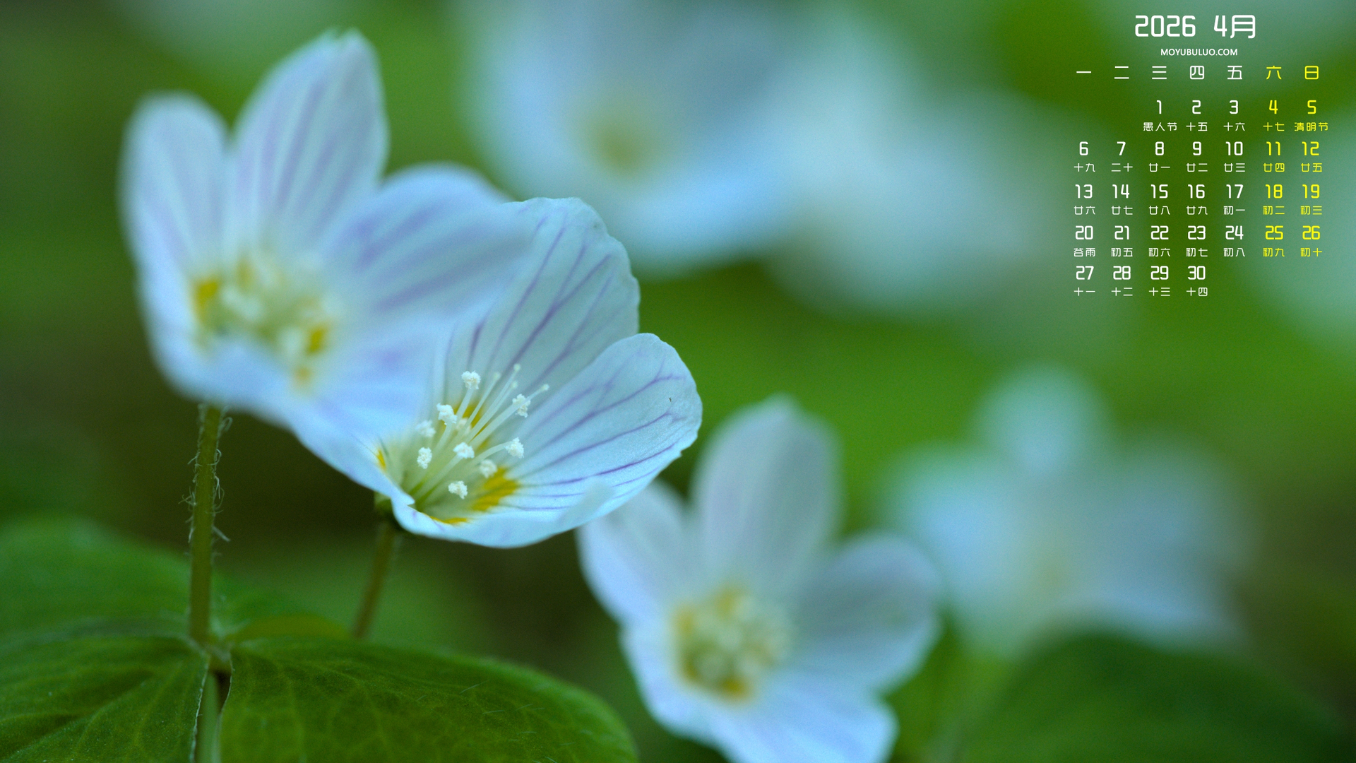 花朵叶子2026年4月日历电脑桌面壁纸免费下载