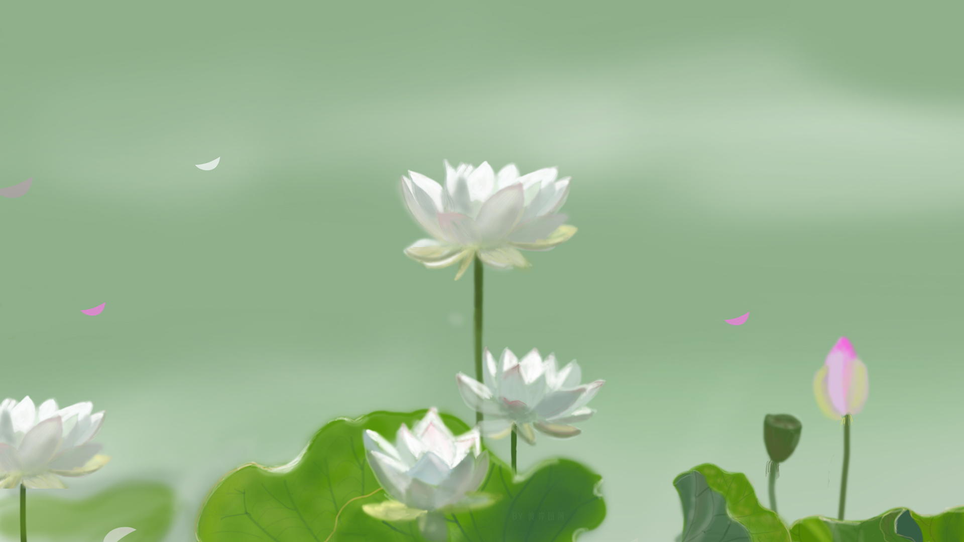 清新护眼，高清白色荷花桌面壁纸，亭亭玉立美景免费下载
