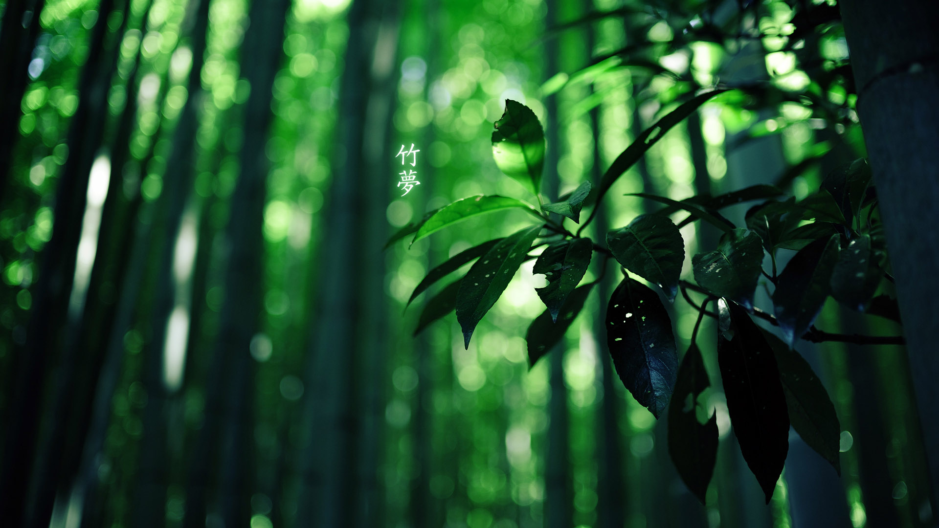 竹梦之美，精选风景桌面壁纸，免费下载畅享清新视界
