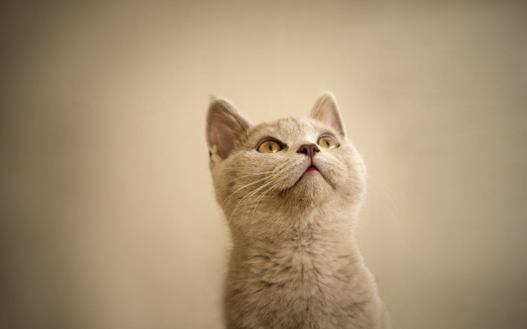 小黄猫的恋爱故事壁纸