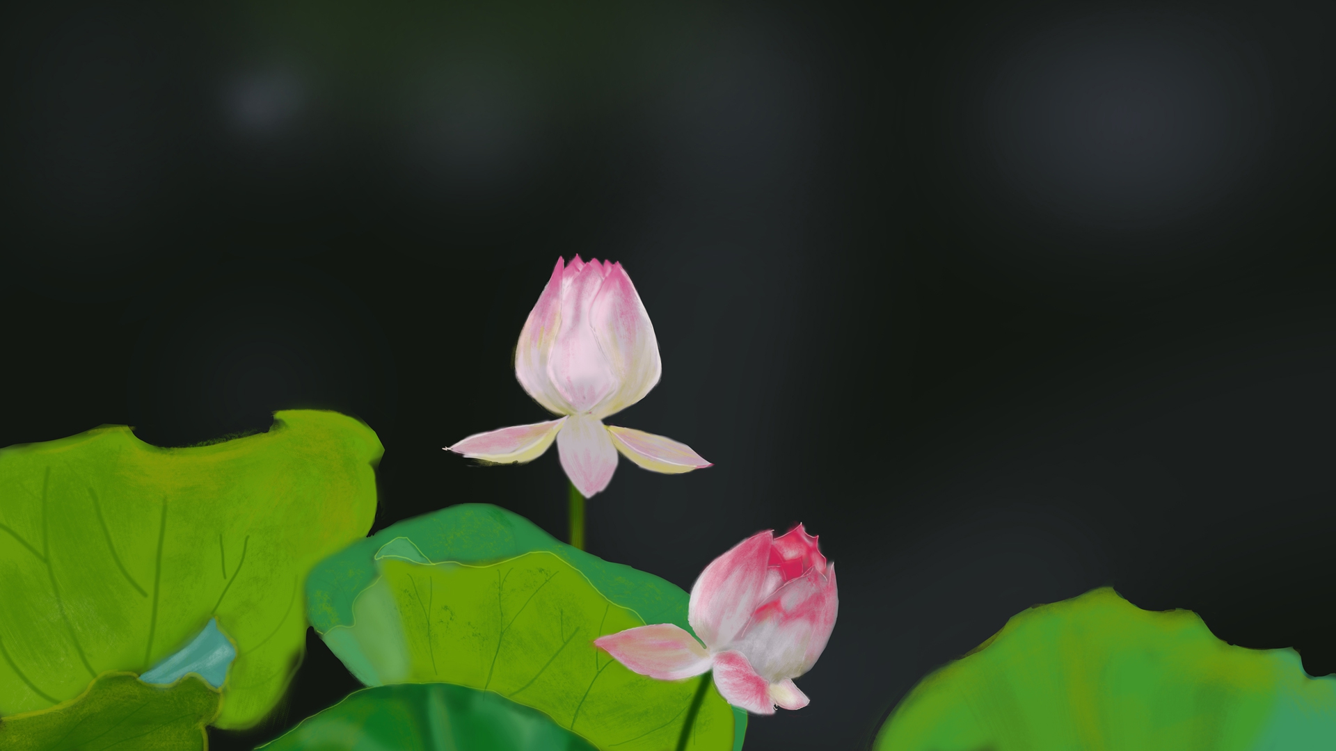 手绘荷花待放，高清壁纸，免费下载花卉电脑背景