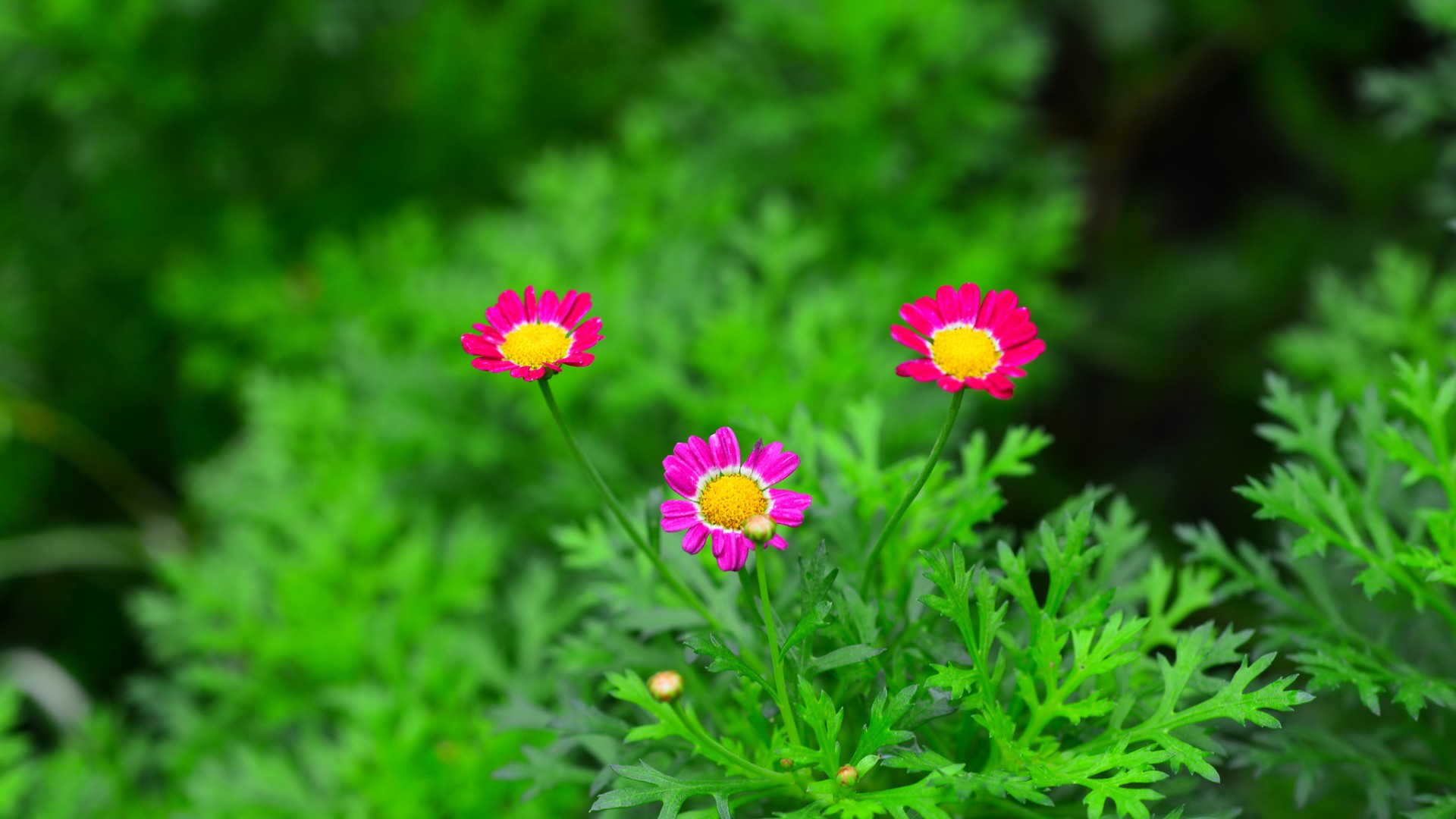 粉色小花壁纸，清新花瓣绿叶，自然护眼，免费电脑桌面背景下载