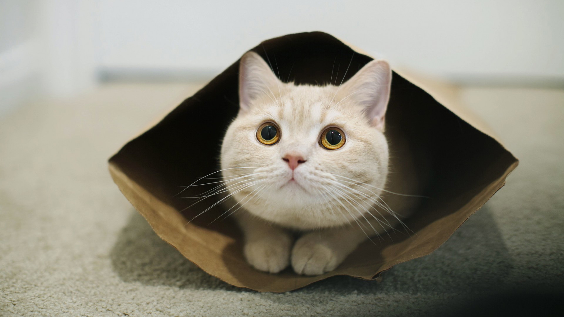 猫之凝视，大眼睛长须萌宠，纸袋中的胖乎乎猫猫，免费萌萌壁纸下载