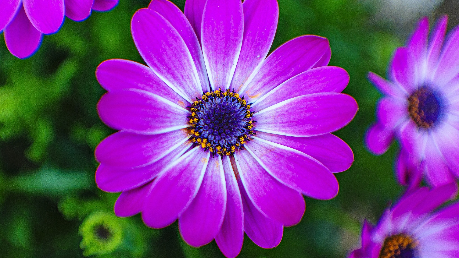 紫色花瓣 自然的花桌面壁纸