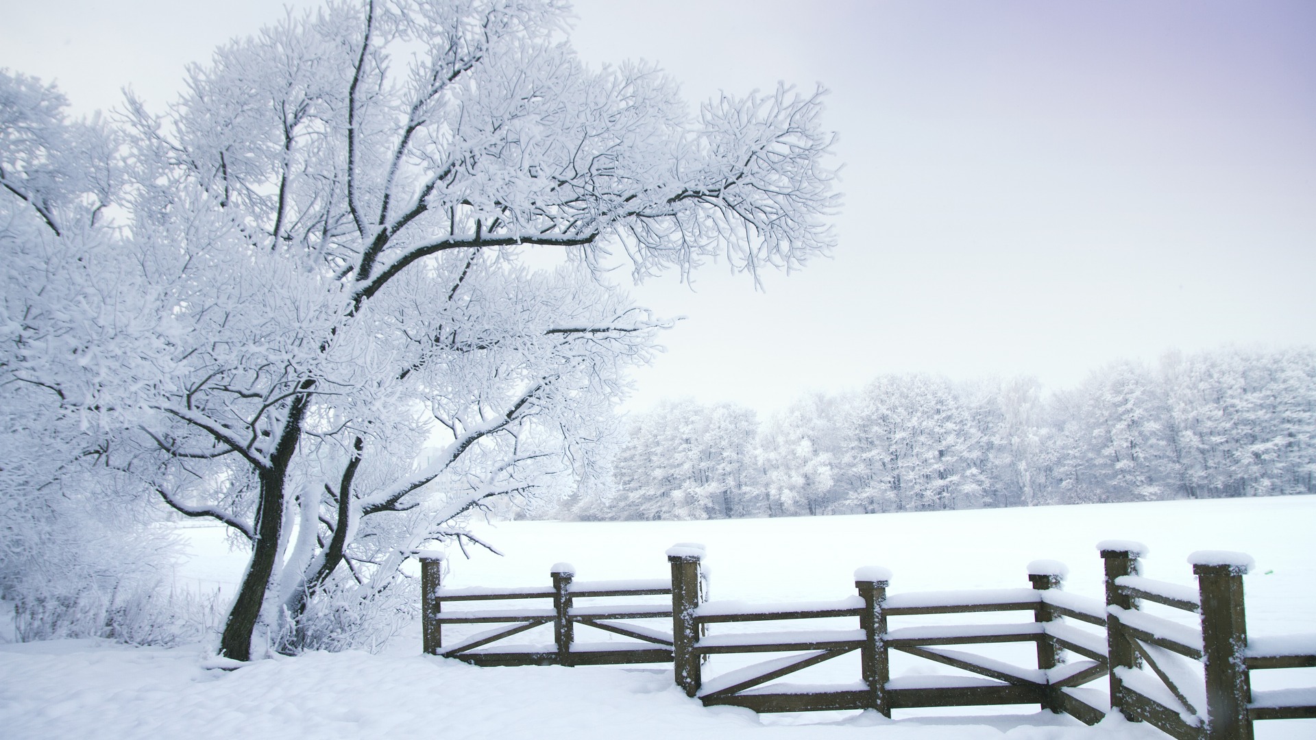 冬日雪景桌面壁纸，白茫茫大雪覆盖树木，自然美景免费下载