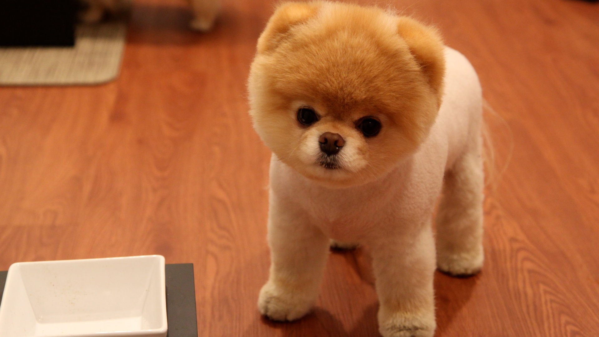 可爱的博美犬桌面壁纸