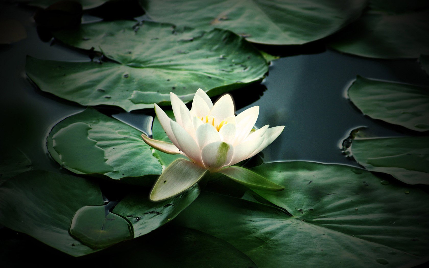 莲花电脑桌面壁纸
