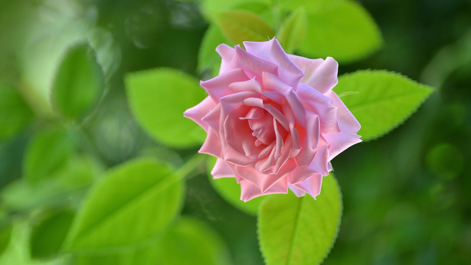 粉色玫瑰花，绿色叶子，小清新，玫瑰花桌面壁纸