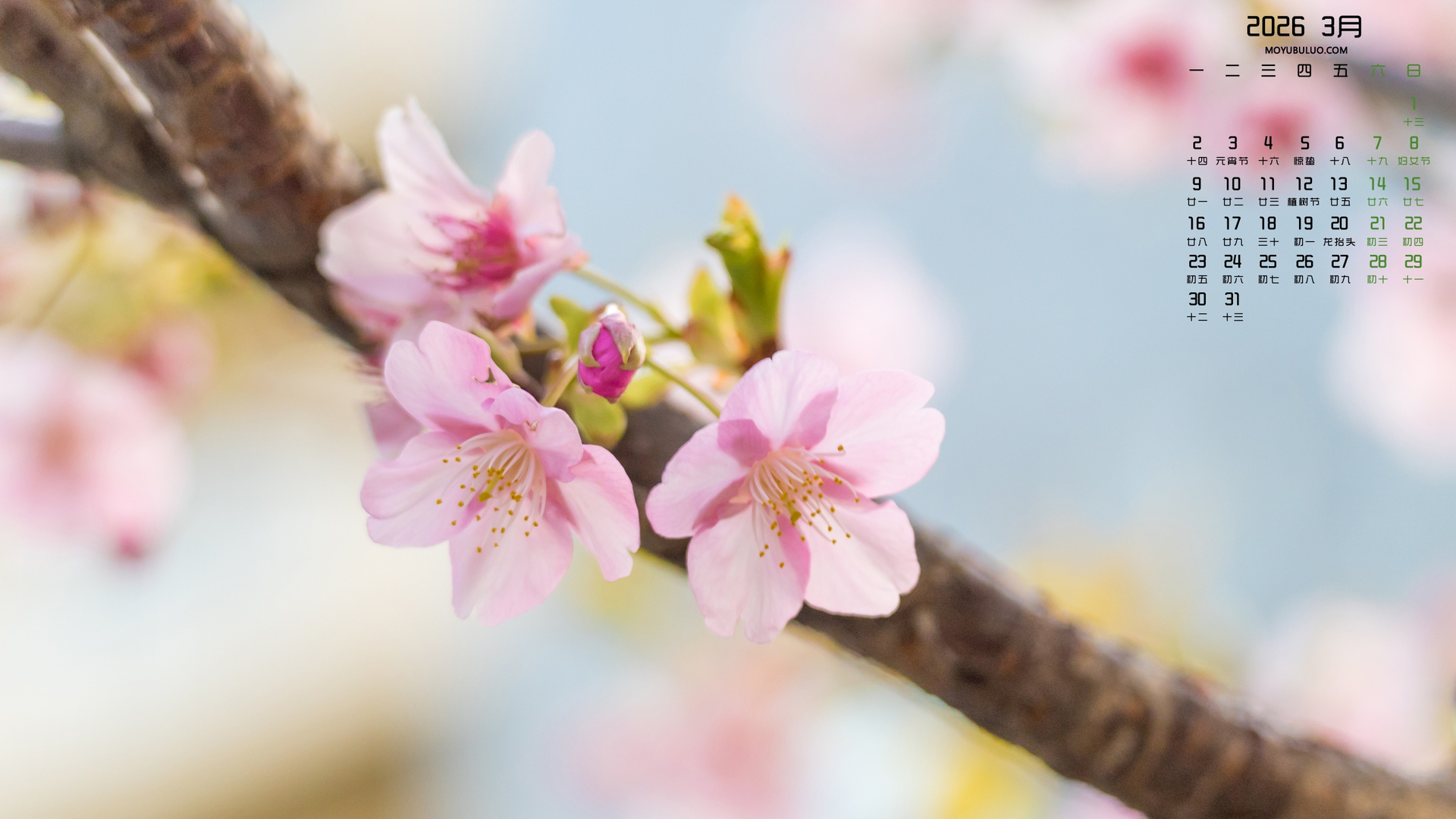2026年3月春天樱花高清日历电脑壁纸免费下载