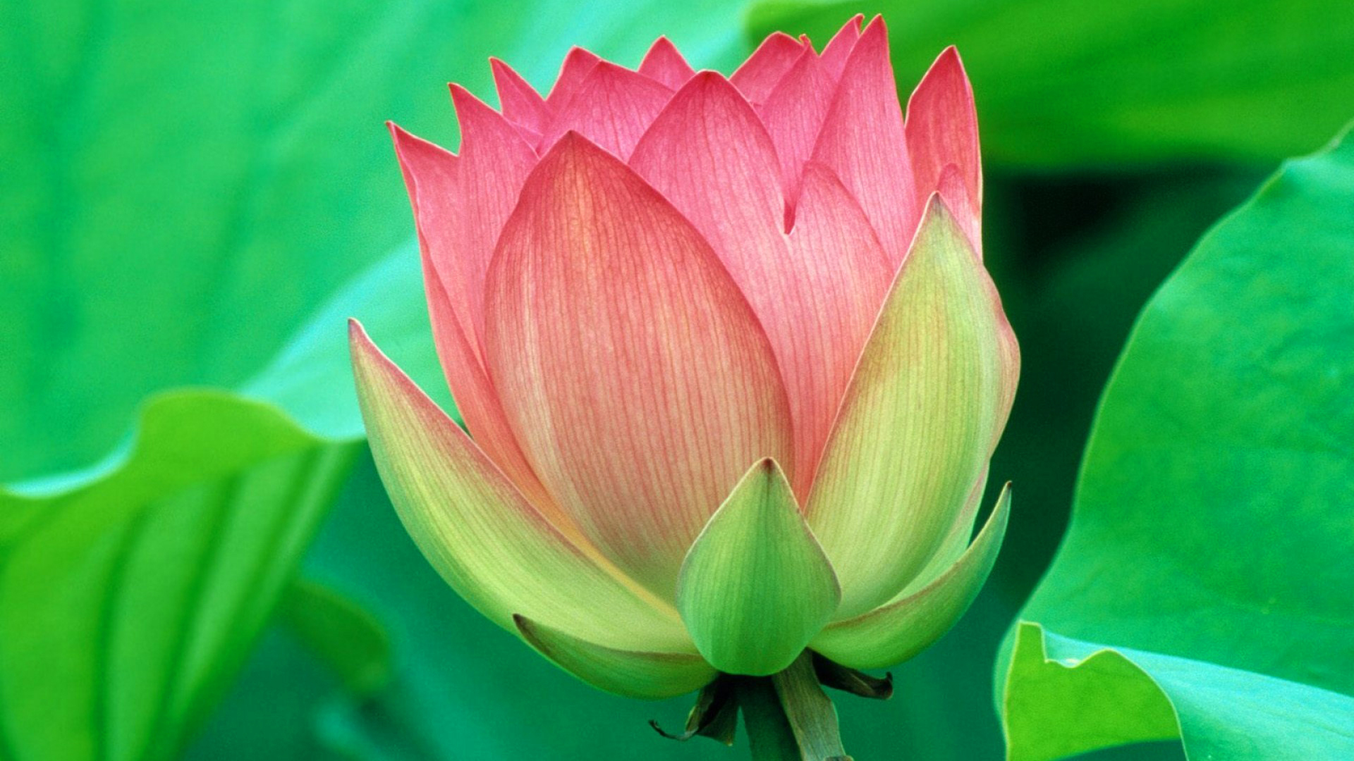 叶子花瓣莲花电脑壁纸免费下载，精选高清花卉桌面壁纸
