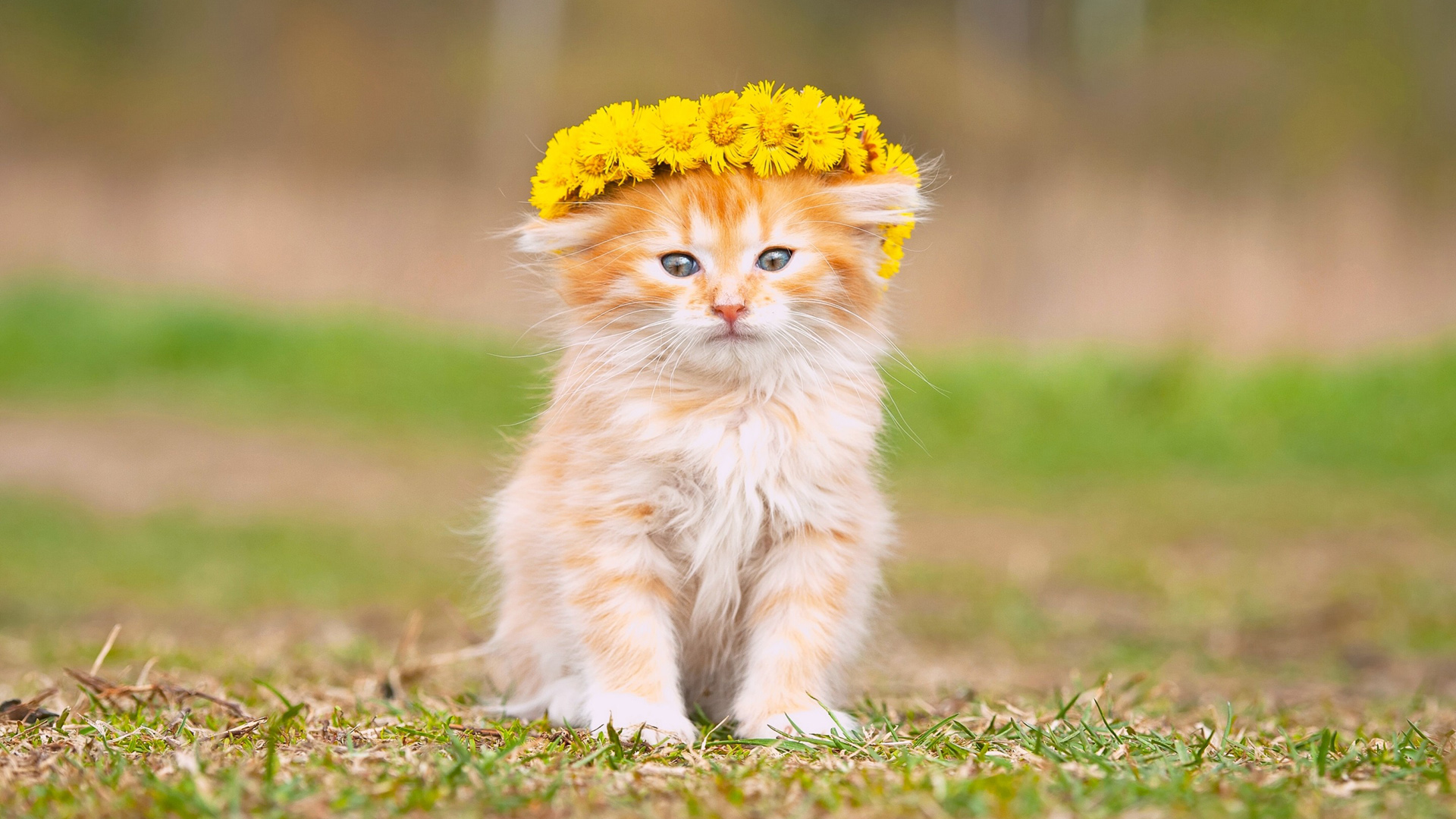 小猫宝宝萌照，蓬松可爱，花圈环绕，精选免费桌面壁纸下载