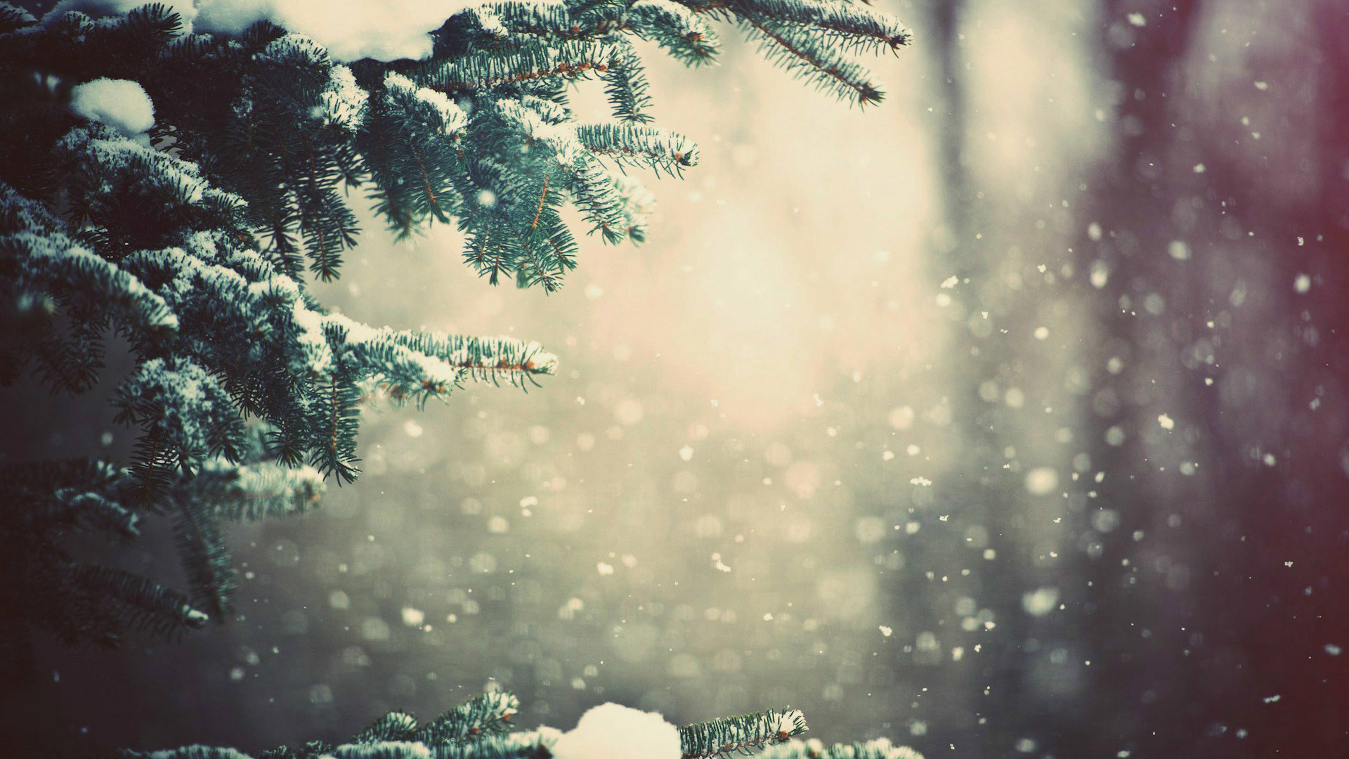 圣诞节雪松精美桌面壁纸