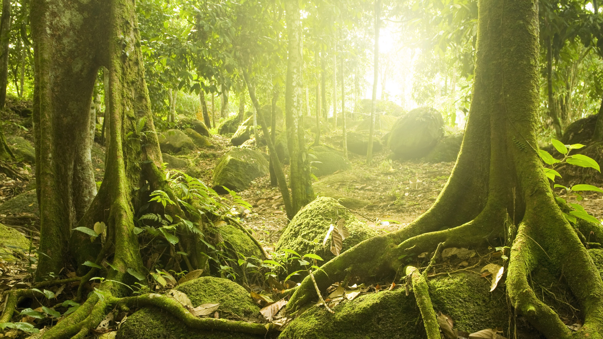神秘森林风景，阳光洒落，树木苍翠，石苔交织——免费桌面壁纸下载