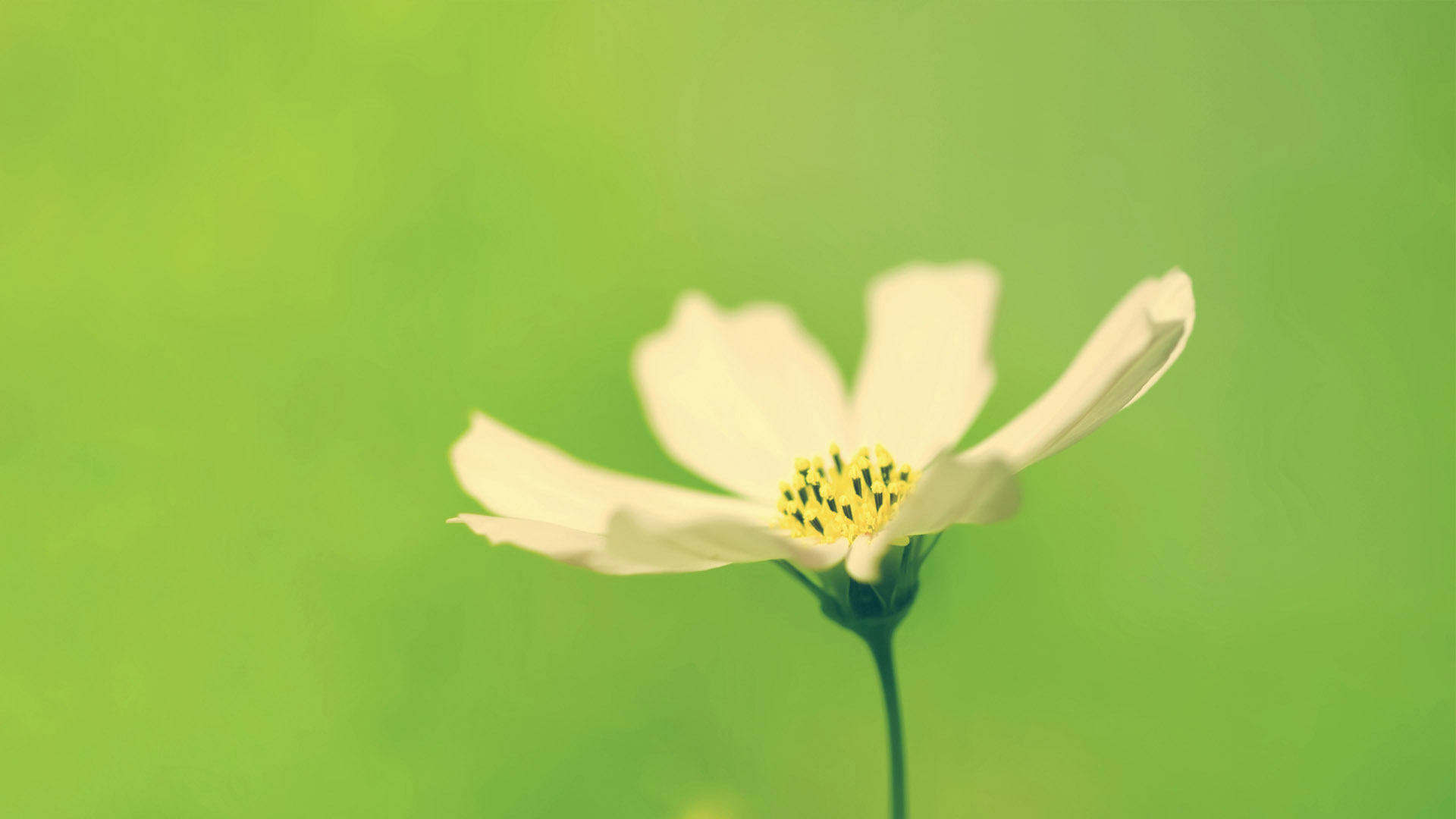 绿色养眼花卉壁纸，免费电脑桌面背景下载