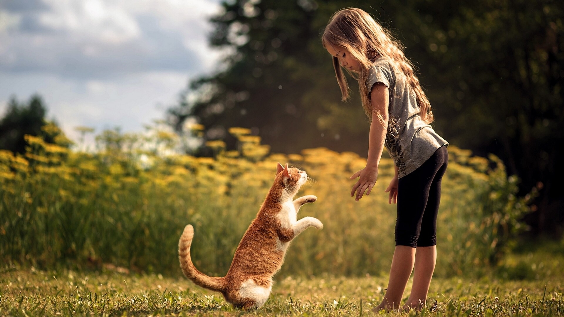 小女孩与猫在树林草地中站起来，自然桌面壁纸，免费电脑壁纸下载，与朋友共享美好时光