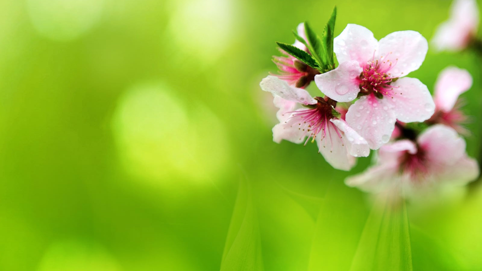 桃花盛开美景桌面壁纸，免费花卉电脑壁纸高清下载