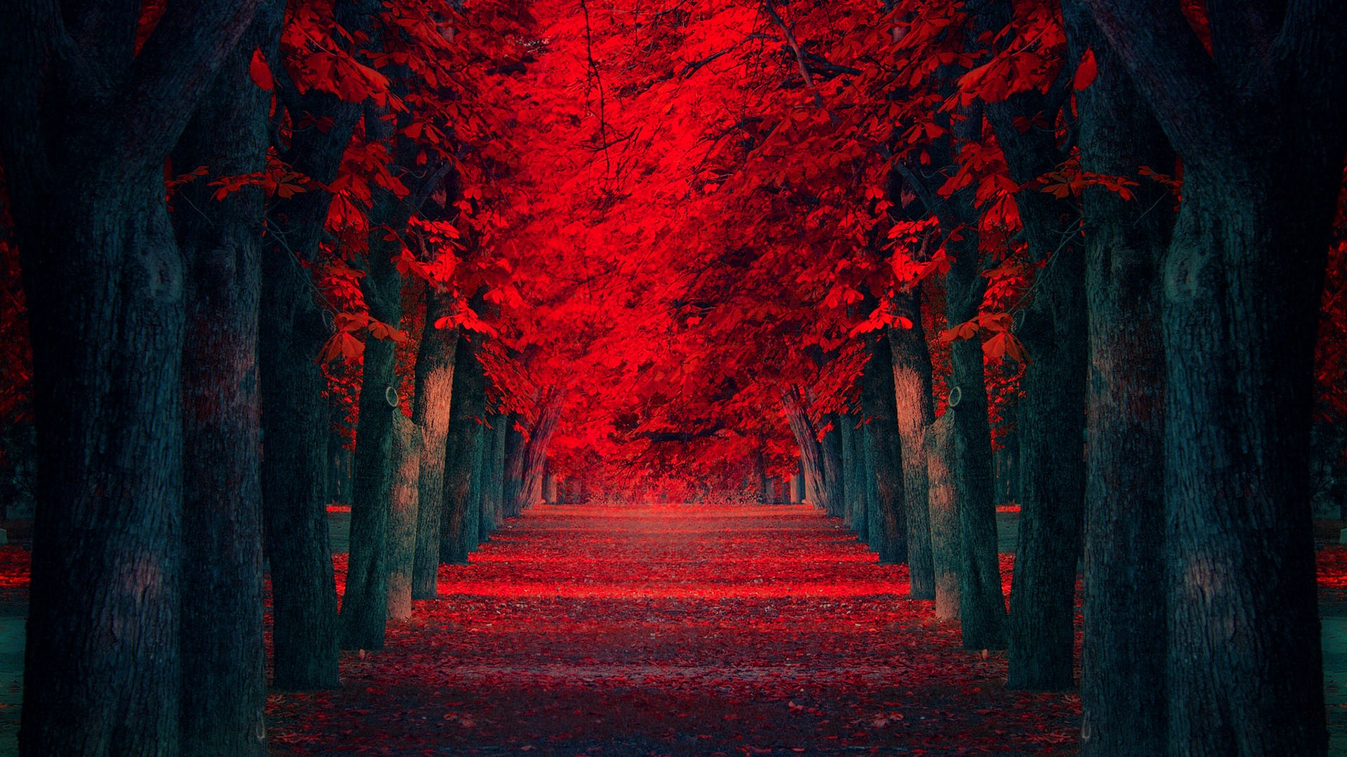 梦幻般通往天堂的路,红树木途径高清风景壁纸